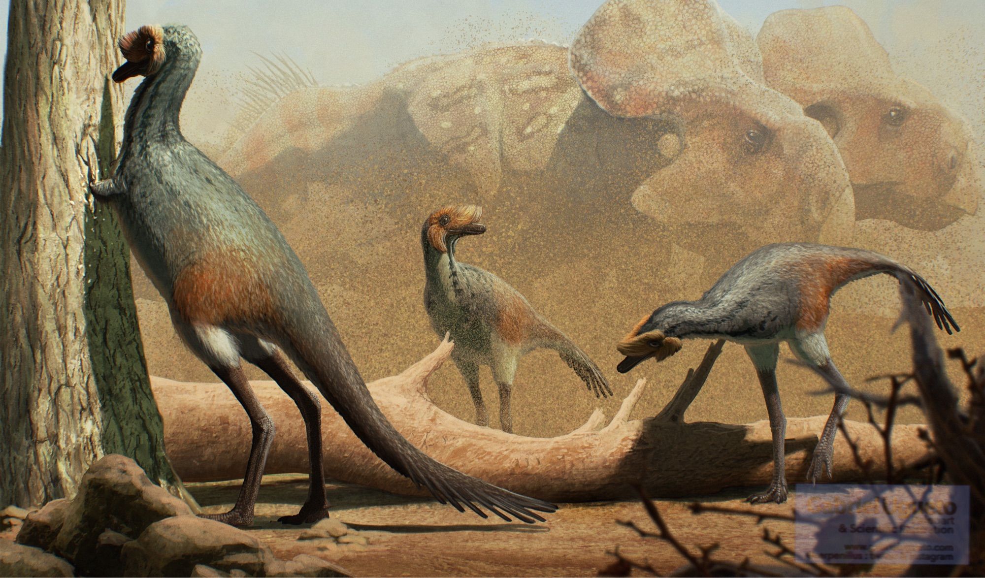 A group of three Linhenykus foraging amidst some dry logs while a group of Protoceratops walk by in the background