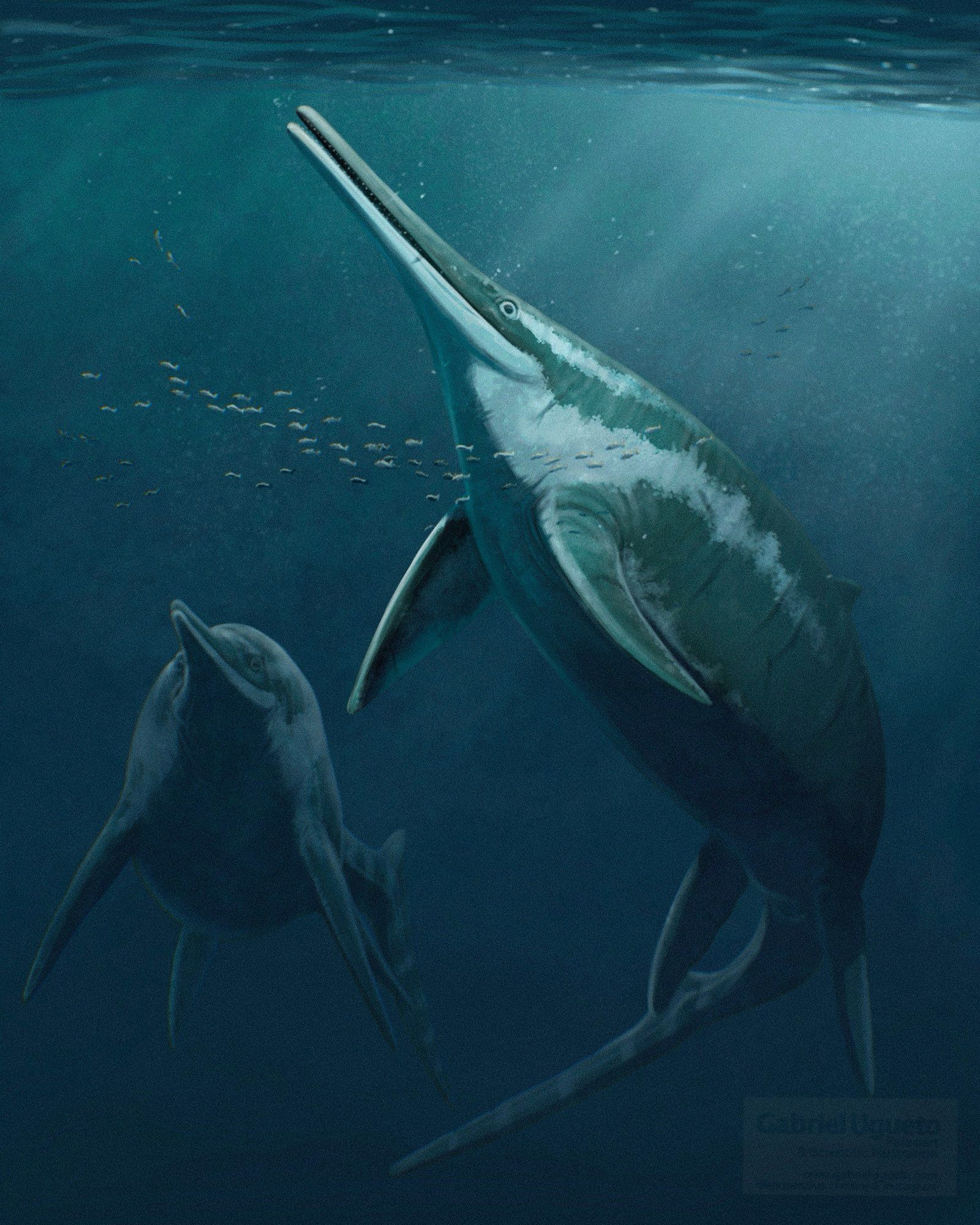 Concept sketch showing two Shonisaurus popularis swimming. The one in the foreground is approaching the surface to breath and we see it from below. The one in the background is swimming towards the viewer. A school of fish swims in front of the Ichthyosaur in the foreground.