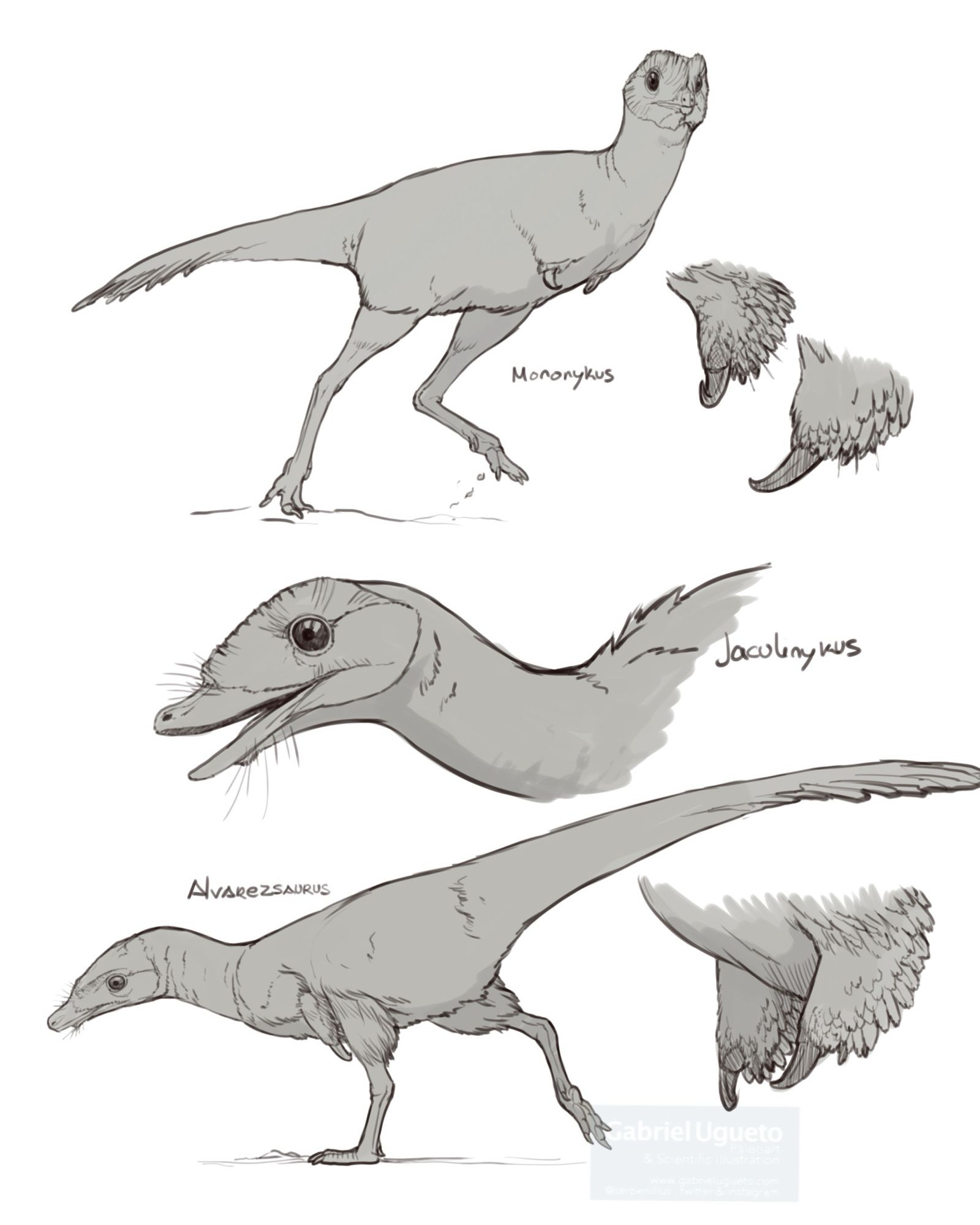 Studies of Alvarezsaurids. Top left: Mononykus running. Top right: arms and claws of Mononykus. Middle: head and neck of Jaculinykus. Bottom left: Alvarezsaurids foraging. Bottom right: arms and claws of Alvarezsaurus