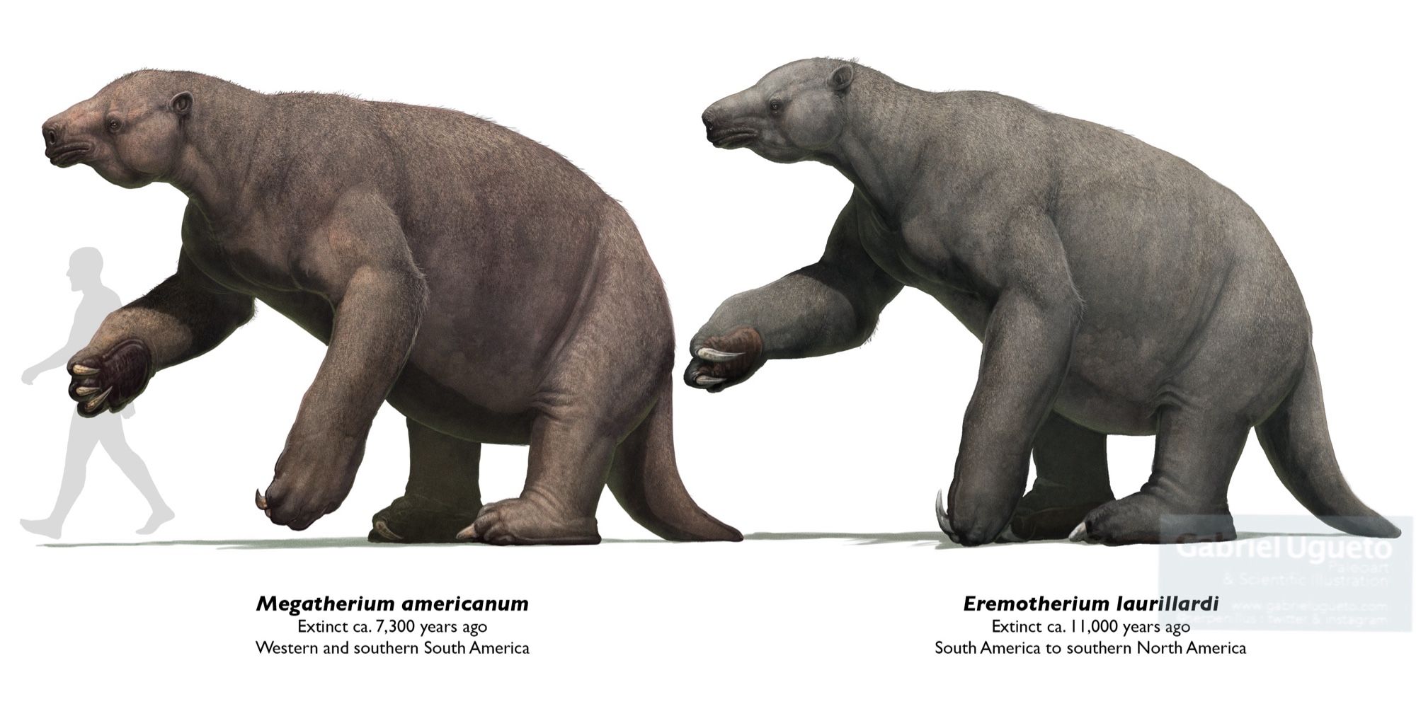 Reconstructions of Megatherium americanum (left) and Eremotherium laurillardi (right) next to the silhouette of a ca. 1.8 m tall human. Both sloths are standing on their feet with the right arm raised showing their long claws