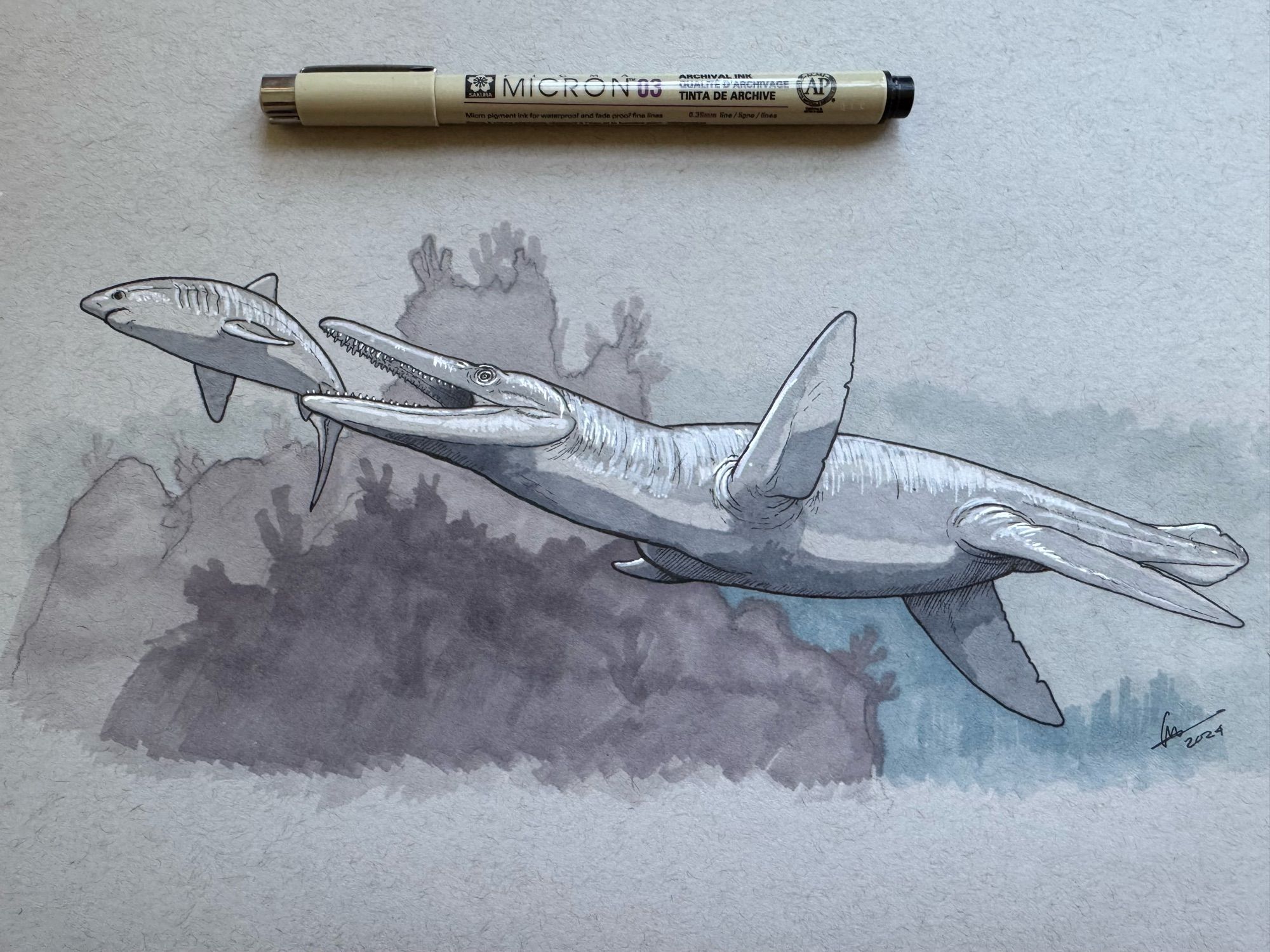 Sketch of Brachauchenius swimming behind a small shark about to catch it