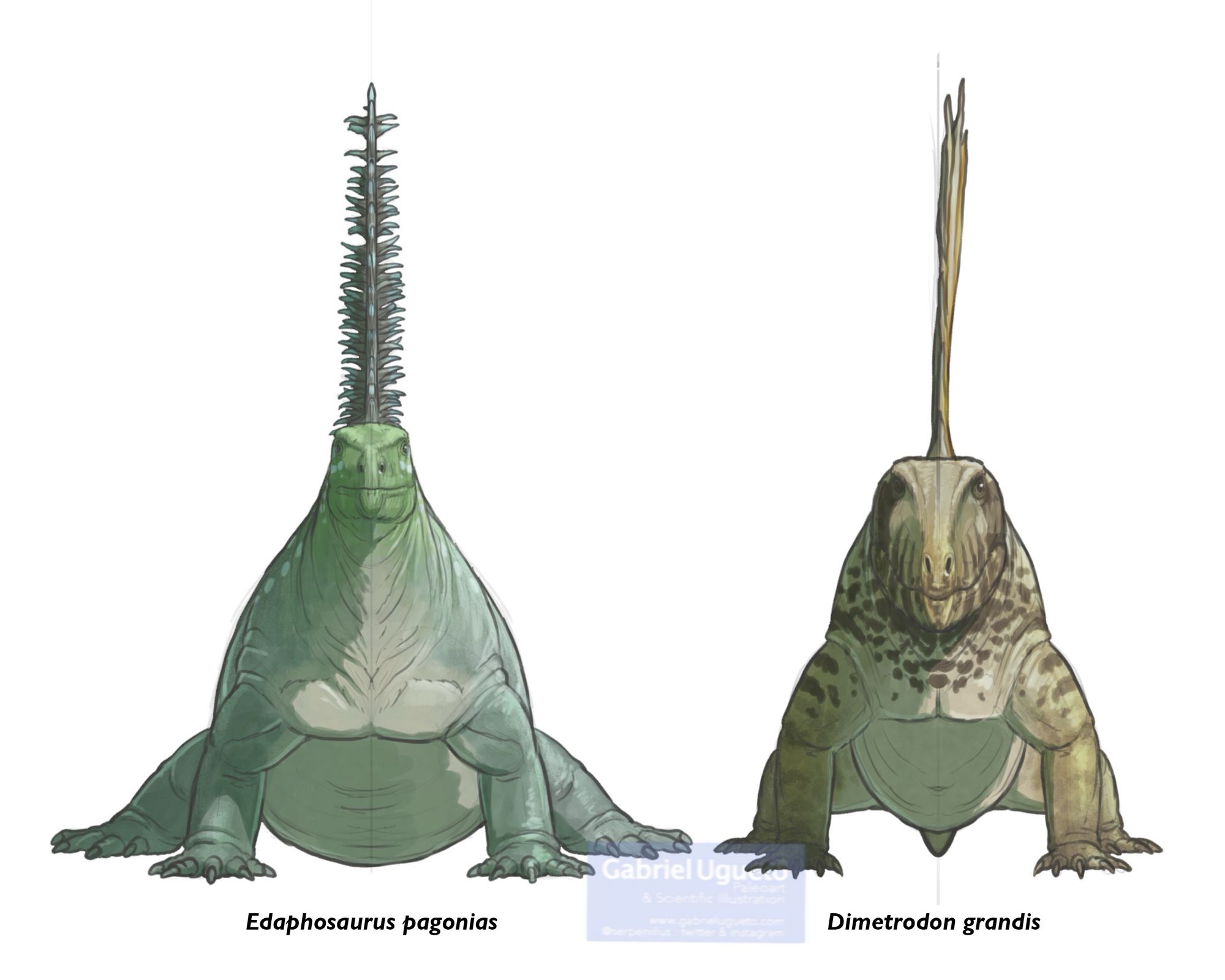 Sketches of Edaphosaurus (left) and Dinetrodon (right) in frontal view