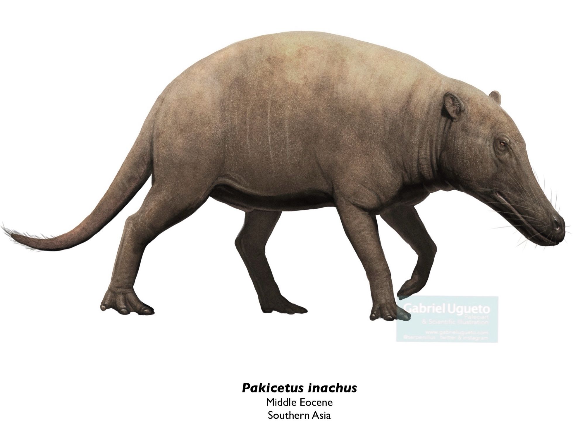 Reconstruction of Pakicetus walking