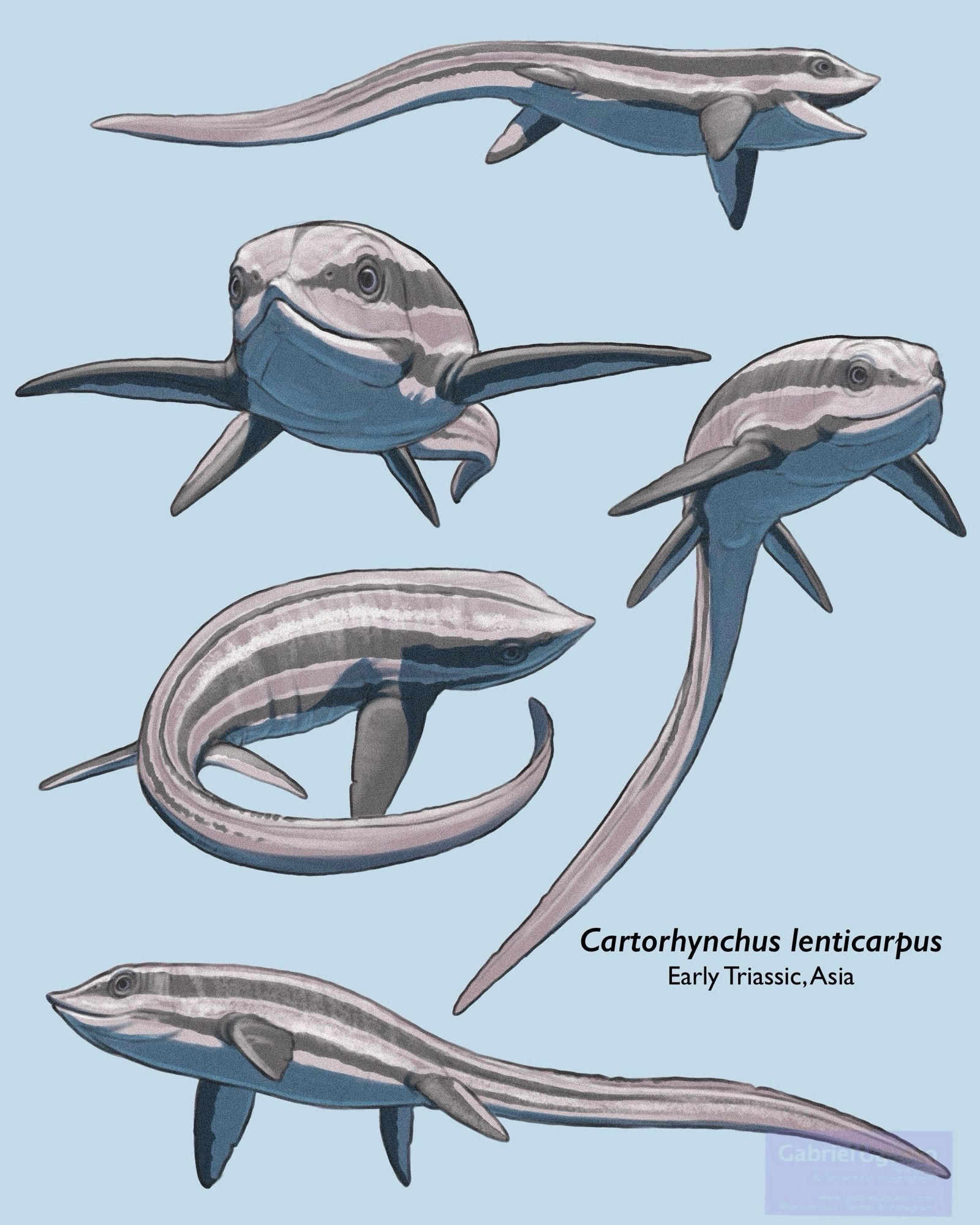 5 studies/sketches of Cartorhynchus swimming in different positions and from different perspectives