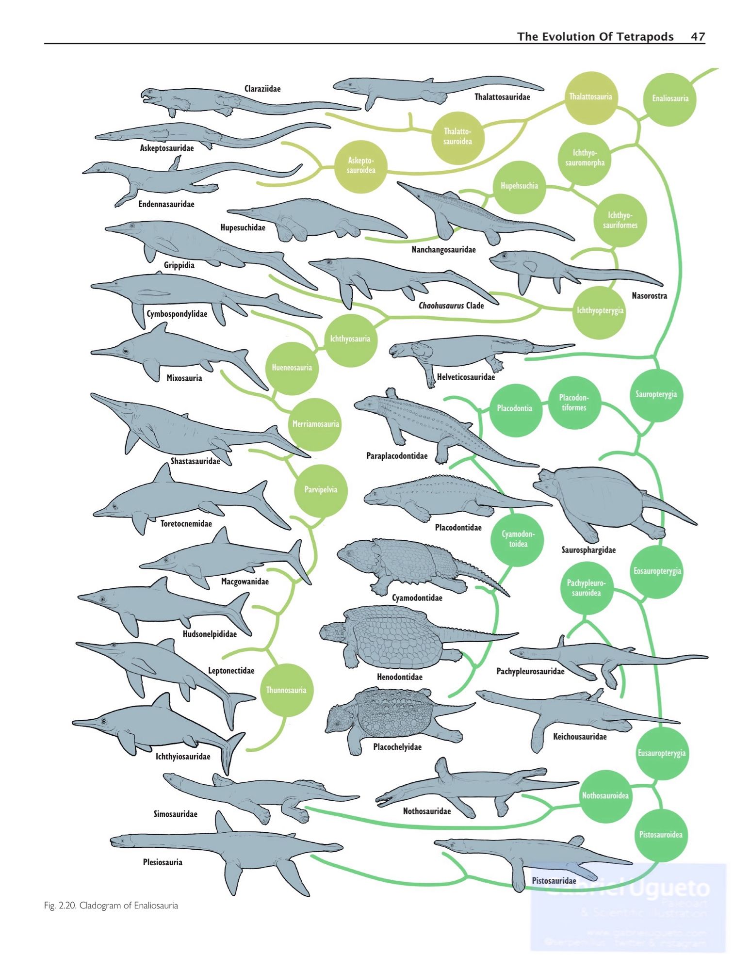 Cladogram of Enaliosauria of the Triassic