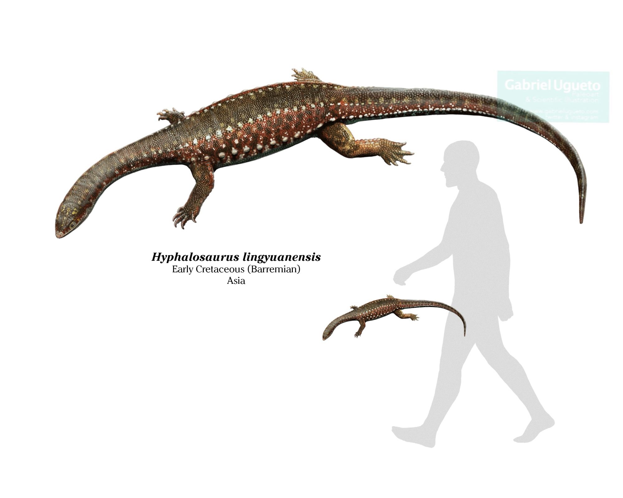 Reconstruction of Hyphalosaurus (top). Same reconstruction next to the silhouette of a ca. 1.8 m tall human to show Hyphalosaurus approximate size