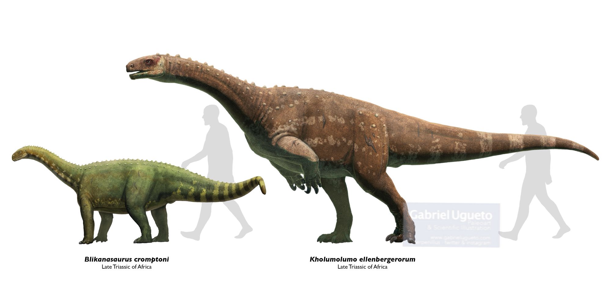 Reconstructions of Blikanosaurus and Kholumolumo next to the silhouette of a ca. 1.8 m tall human