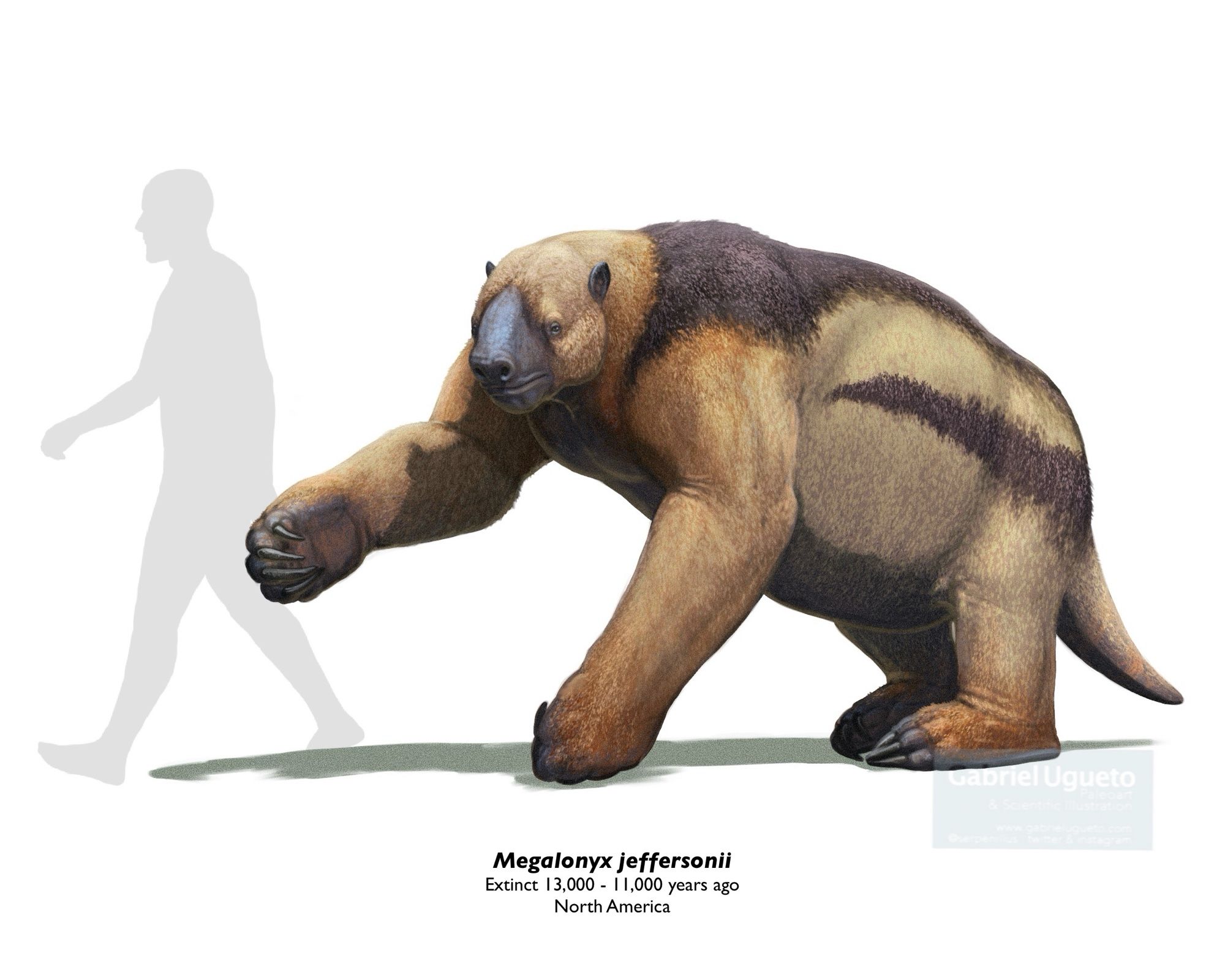 Reconstruction of Megalonyx next to the silhouette of a ca. 1.8 m tall human