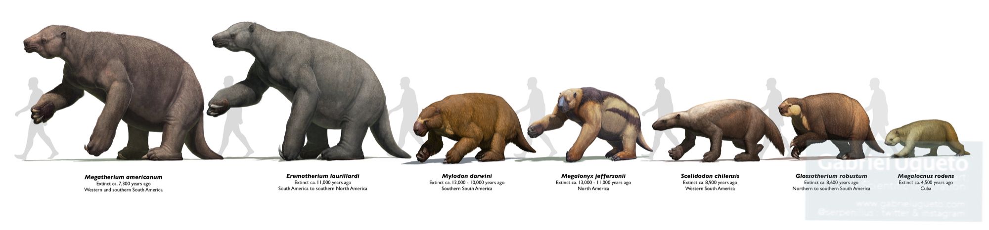 Reconstructions of various recently extinct ground sloths next to silhouettes of 1.8 m tall humans. From left to right: Megatherium, Eremotherium, Mylodon, Megalonyx, Scelidodon, Glossotherium and Megalocnus