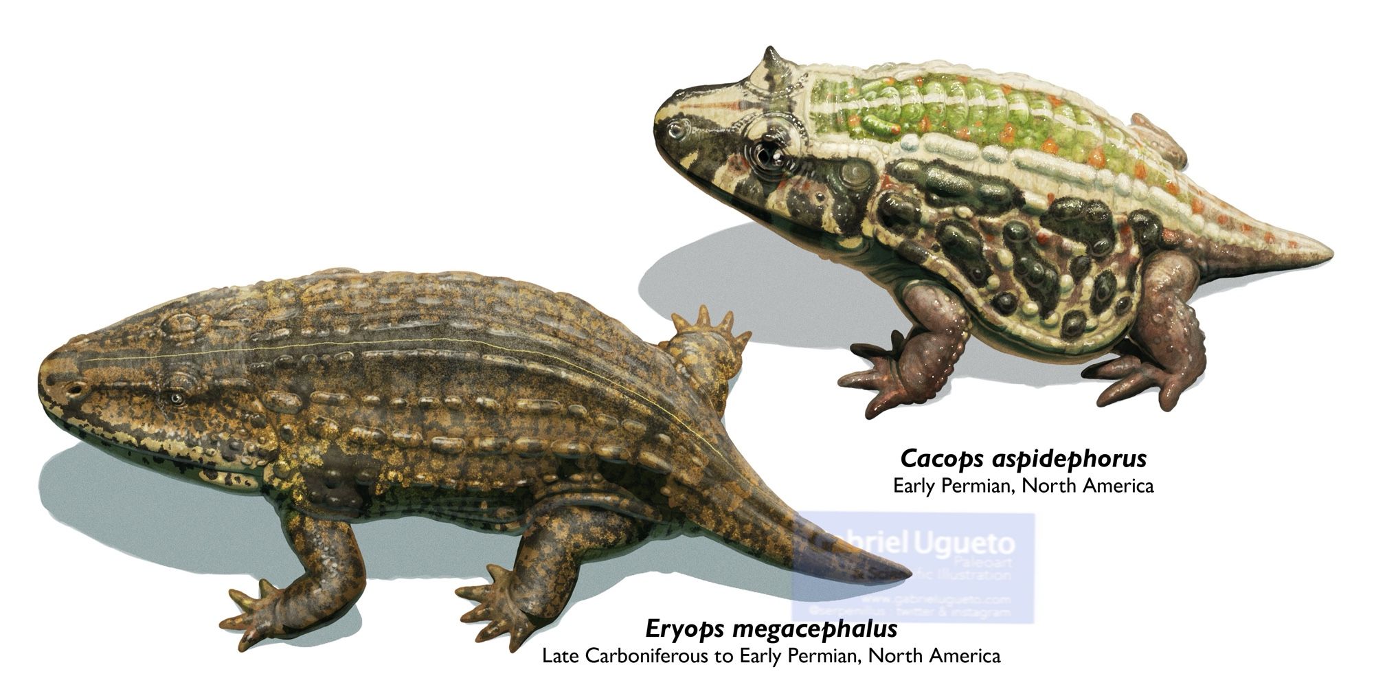 Reconstructions of Cacops aspidephorus (top) and Eryops megacephalus (bottom) not to scale