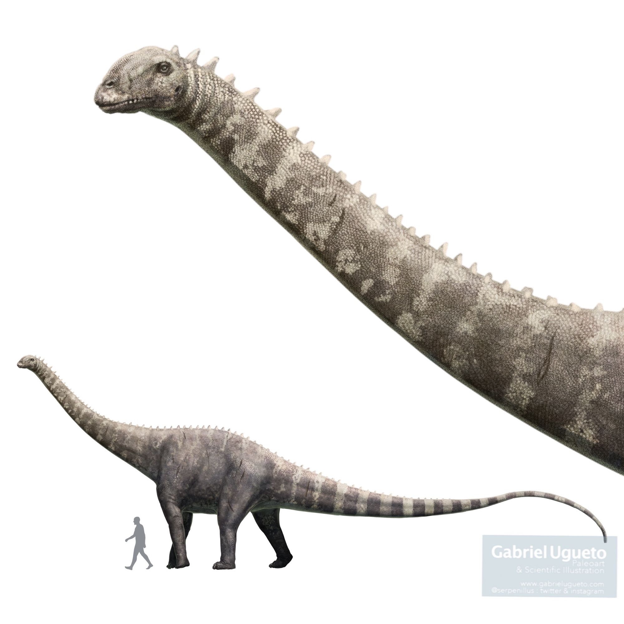 Illustration of Diplodocus carnegii walking in lateral view next to the silhouette of an approx. 1.8 m tall human. A close up detail of the head and neck is shown in the upper part of the illustration.