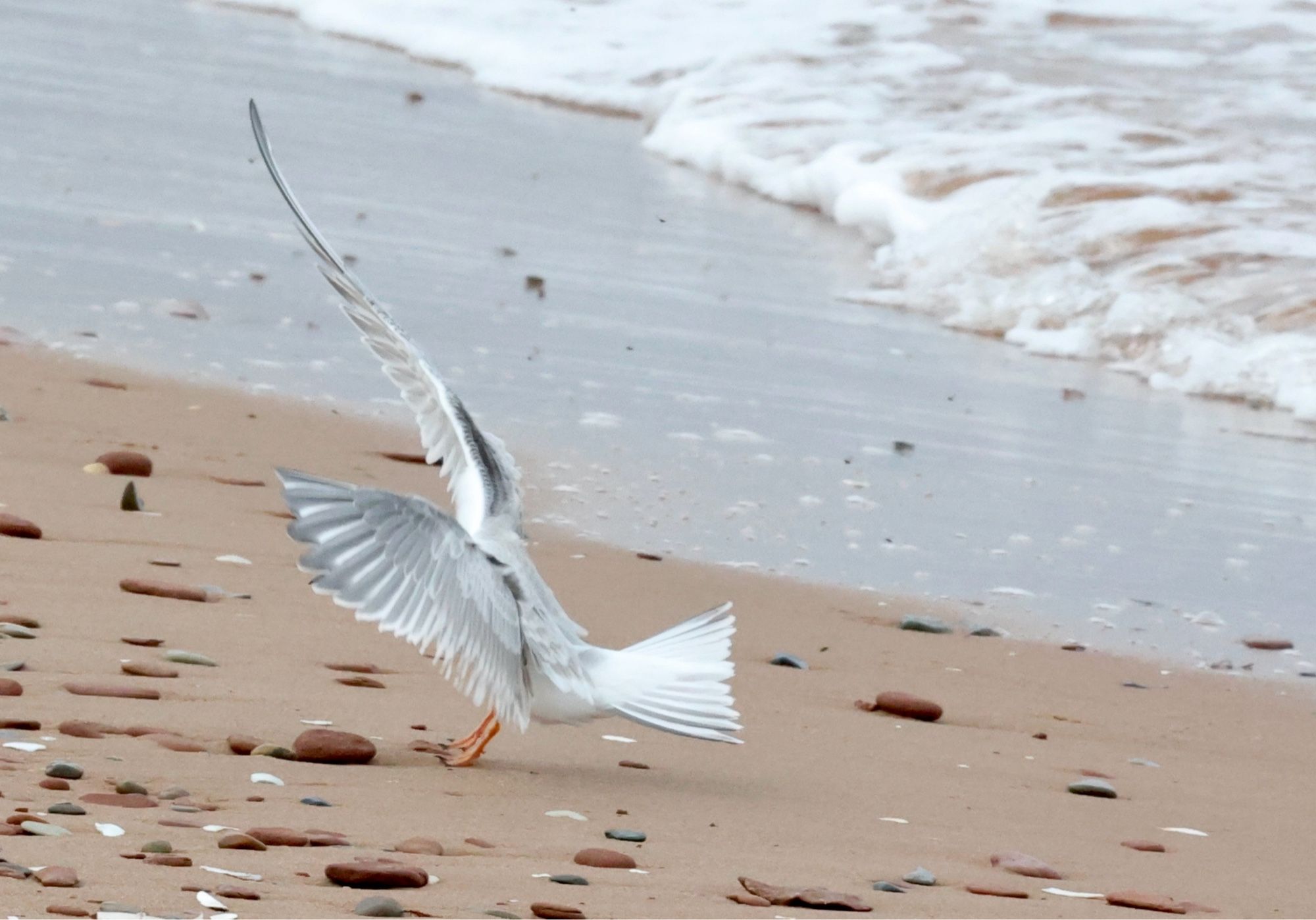 Grey gull with wings upstretched lands on beach