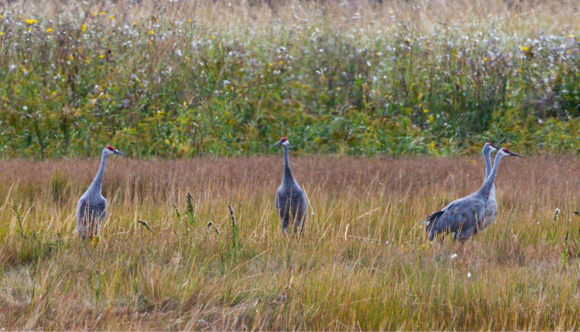 Four cranes with red heads walk in tall grass