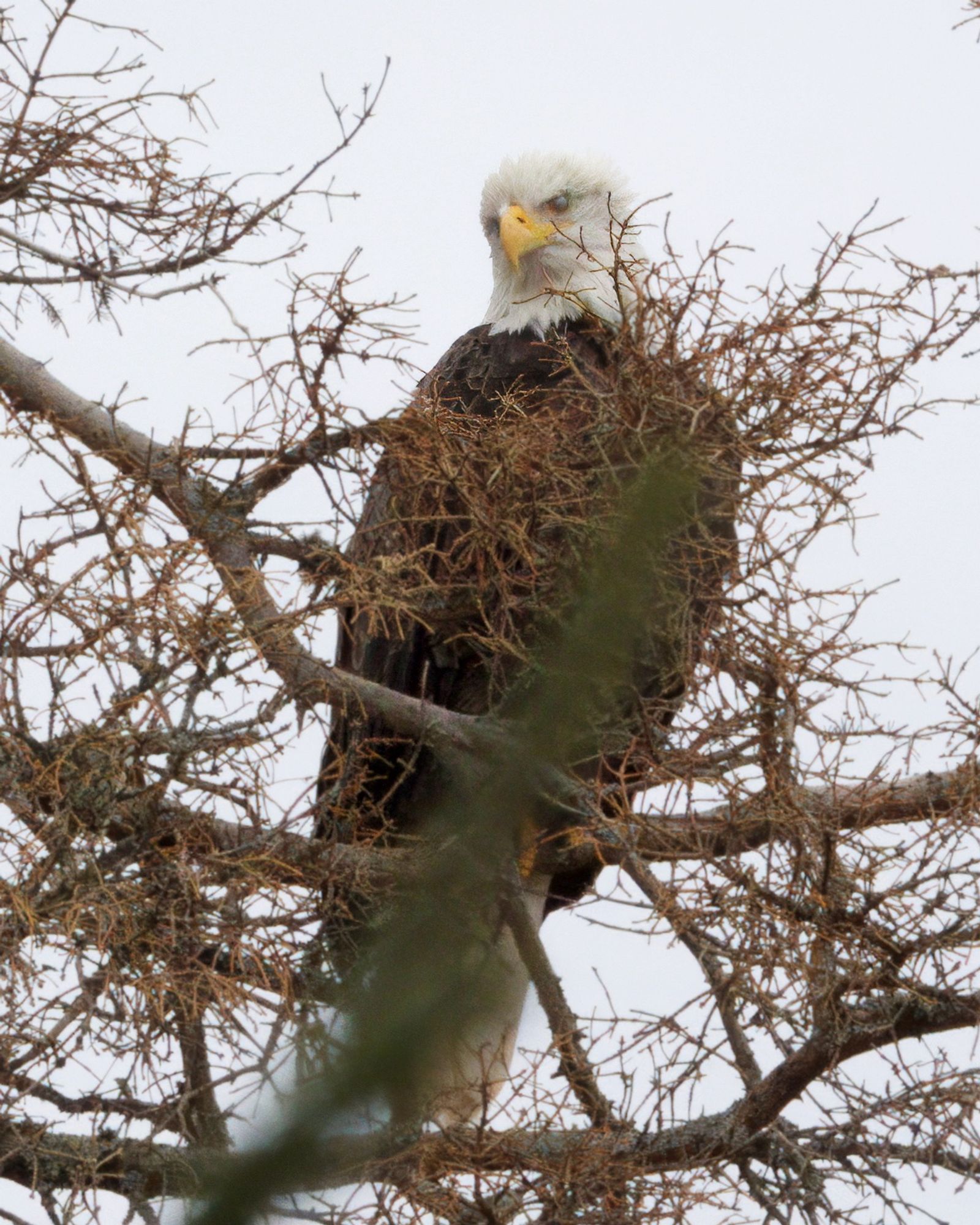 Bald eagle perched in tree behind brush looks down