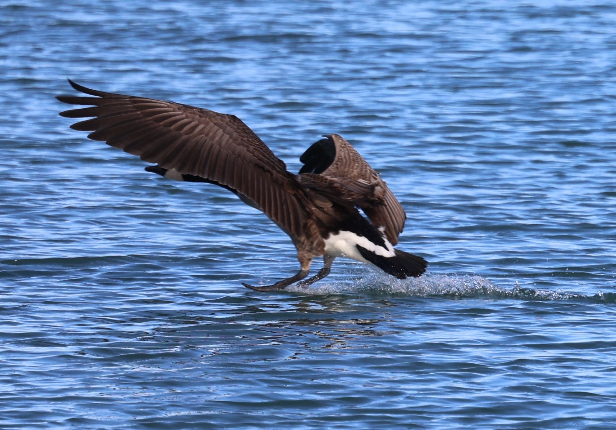 Canada goose landing on water with wings spread