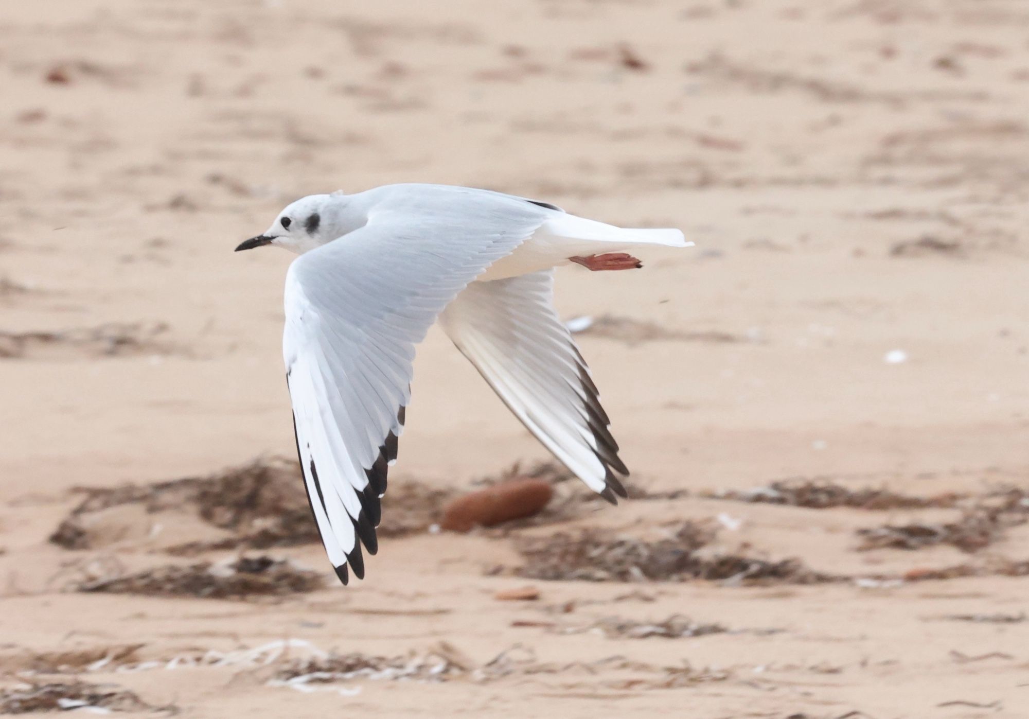 Grey gull with black wing tips flying over beach