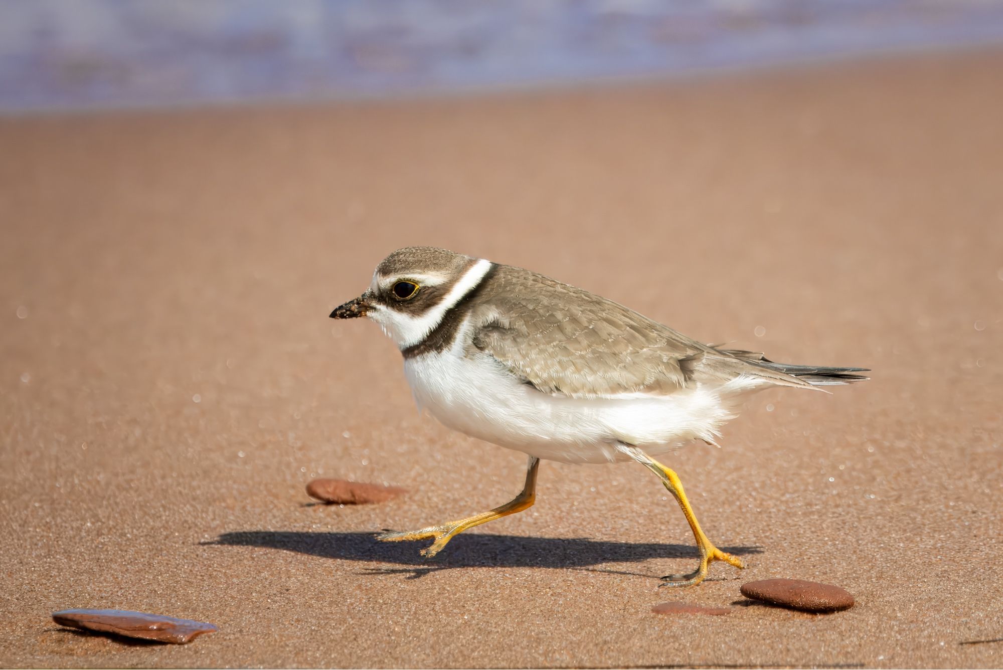 Tiny shorebird on reddish sand beach running