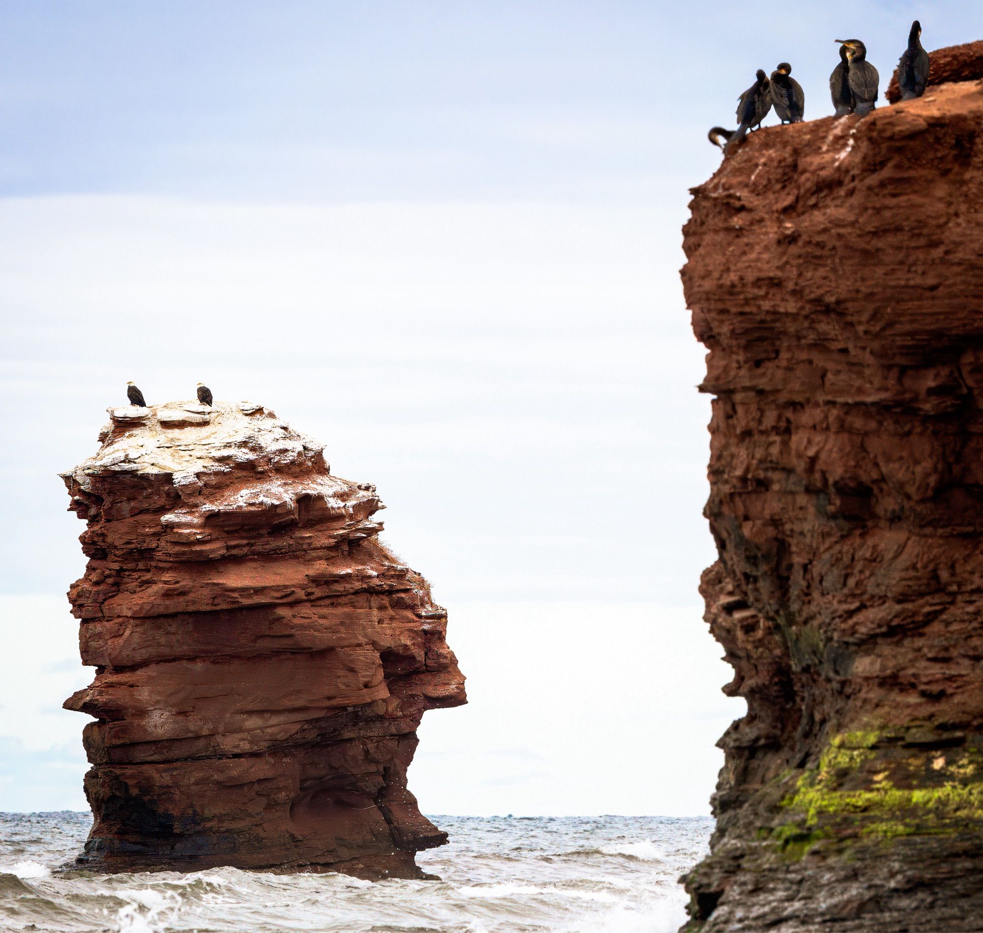 Two bald eagles perch on large stone outcropping on ocean. Across the water a group of cormorants perch on rocky cliff.