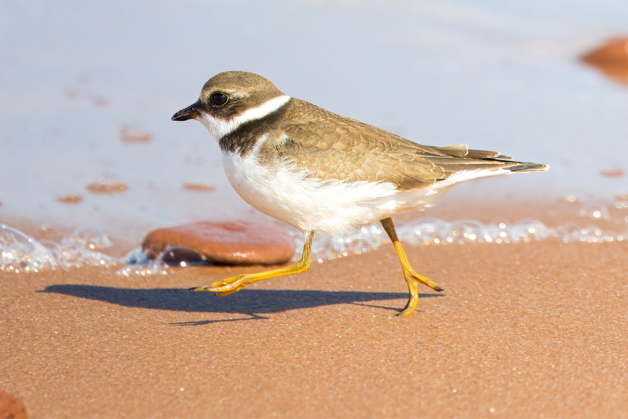 Tiny shorebird on reddish sand beach running