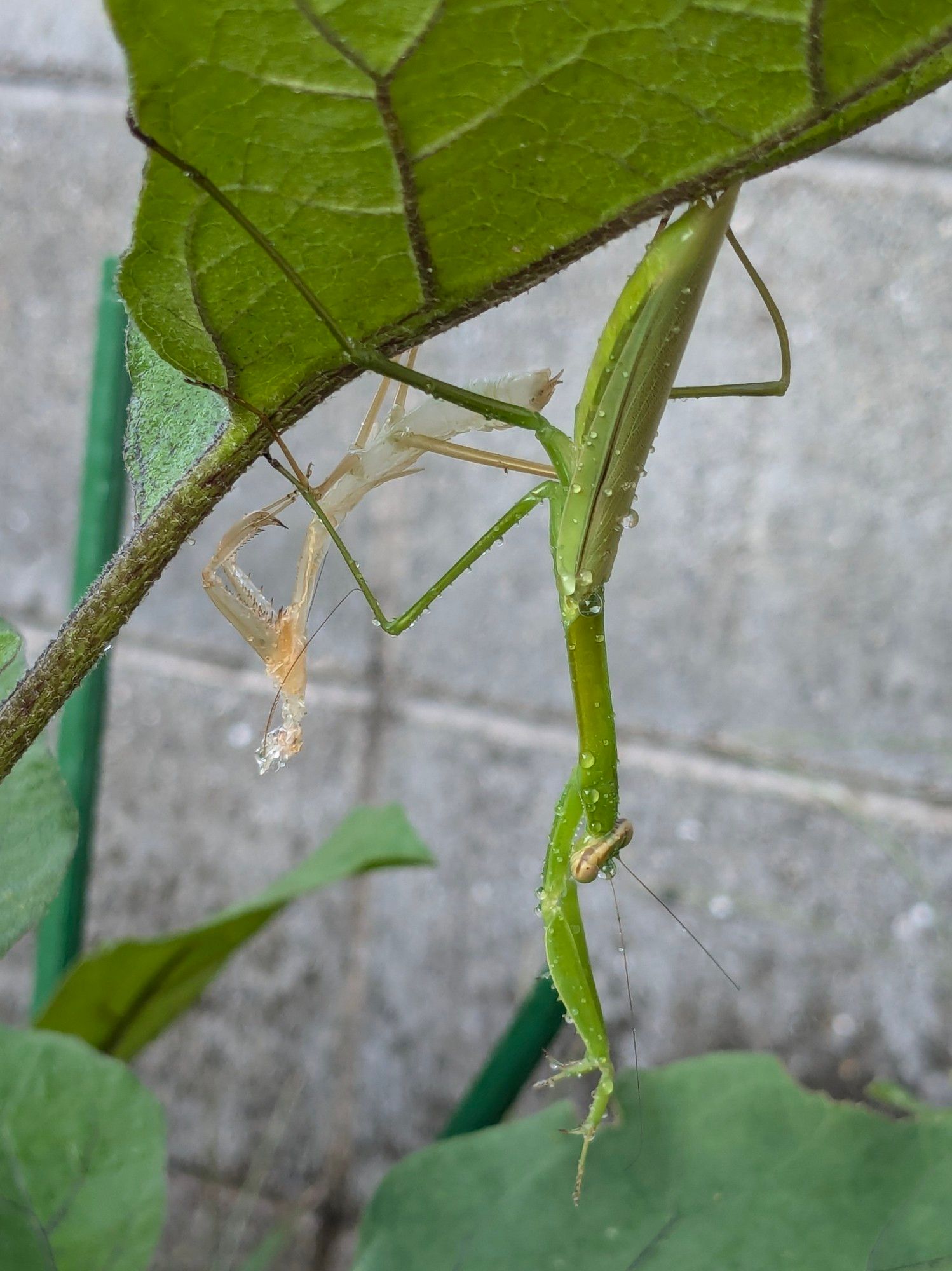 緑色のカマキリと、薄茶色の脱皮殻