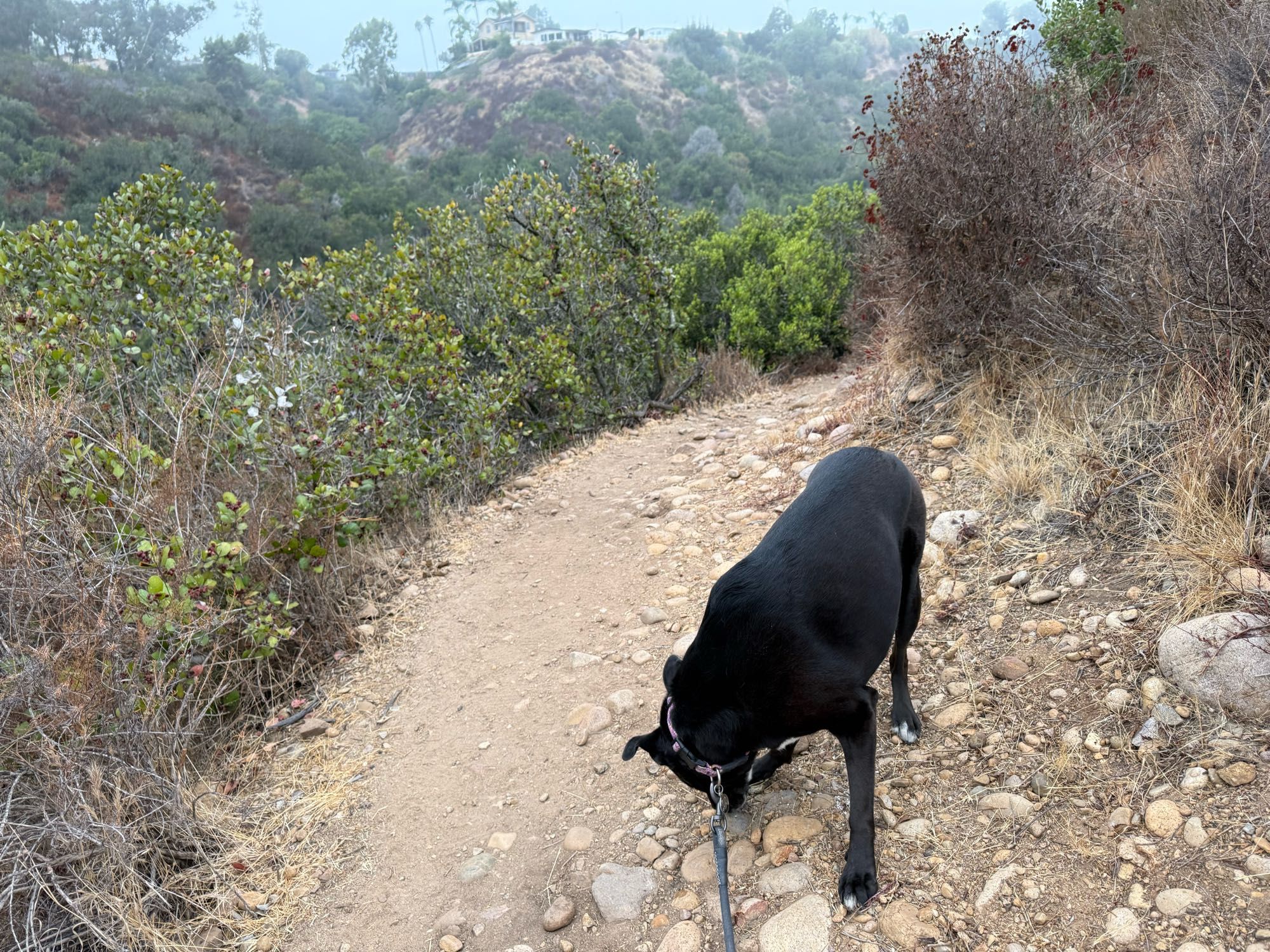 summer the dog smelling the ground