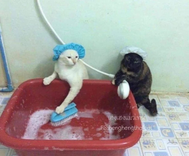 cleaning cats