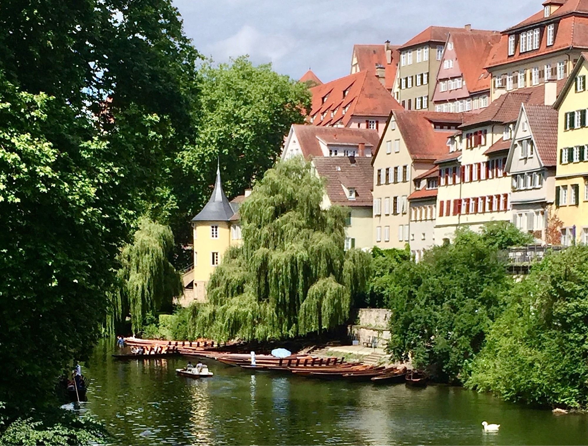 Viel Altstadt, sehr wenig Wasservogel: Ein einzelner Schwan schmückt unten rechts im Vordergrund den Neckar. Hinter ihm das üppig begrünte Ufer und die malerischen Altstadthäuser auf ihrem sonnigen Hügel. Hinter einer Trauerweide steht der blassgelbe Hölderlinturm mit spitzem Dach. Am Ufer haben einige flache Stocherkähne festgemacht.