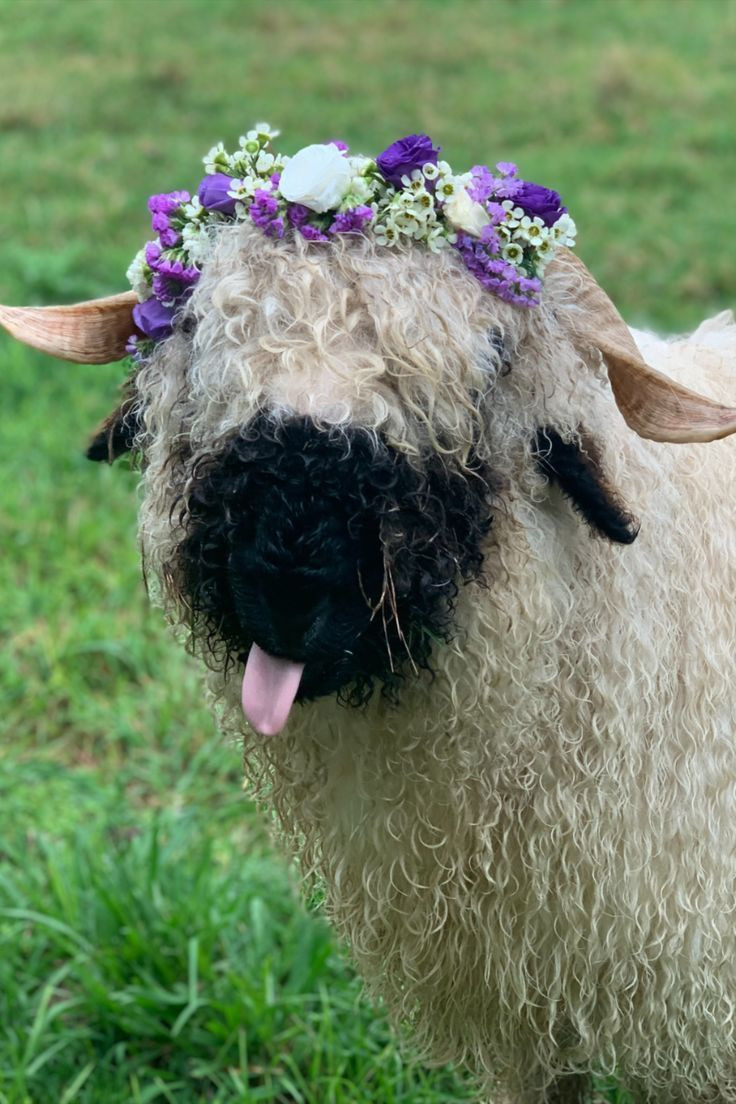 A Blacknose sheep wearing a flower crown with purple and white flowers, including daisies. It's sticking its tongue out at the camera.
