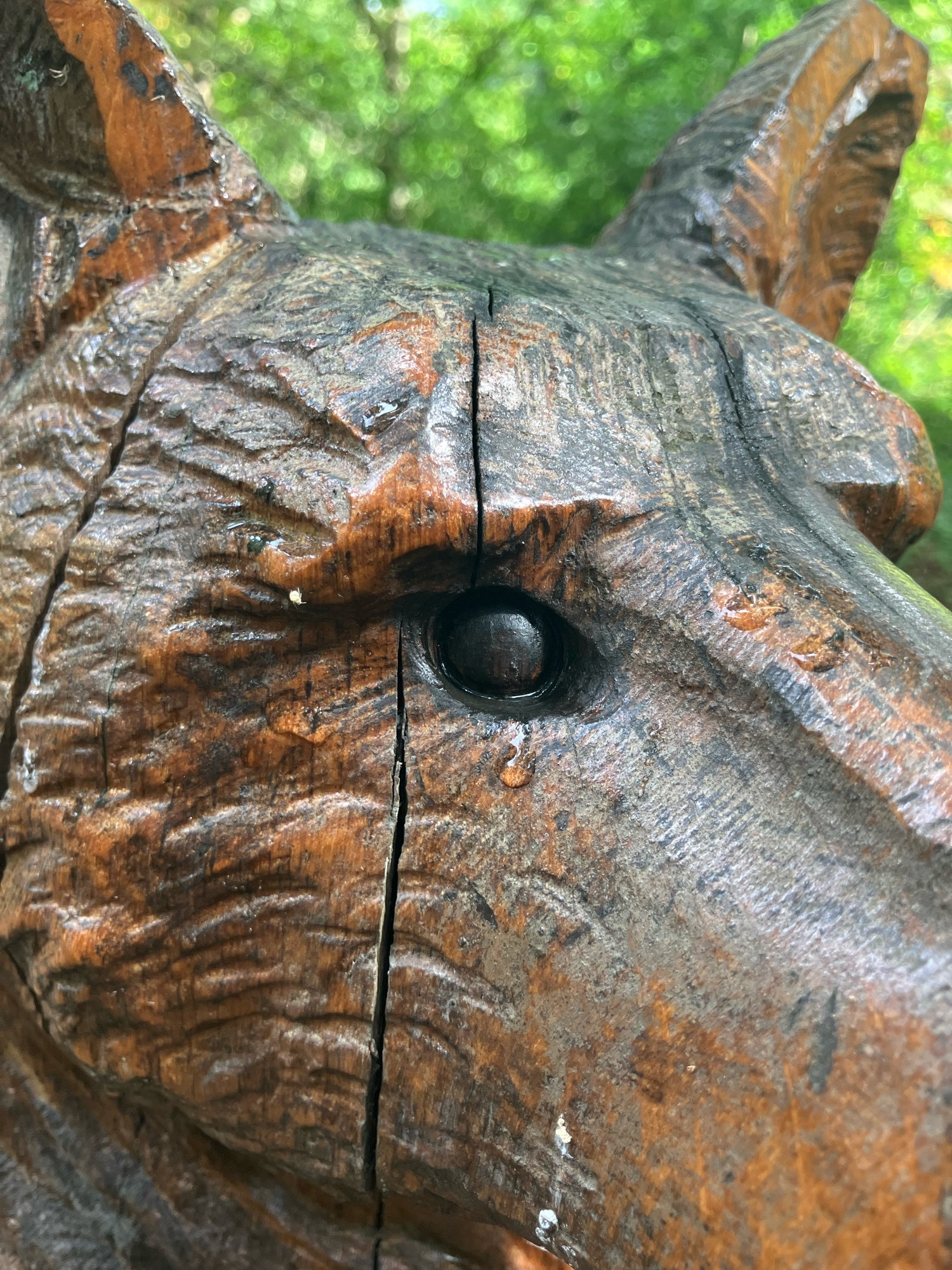 Wood sculpture of bear with raindrop near eye