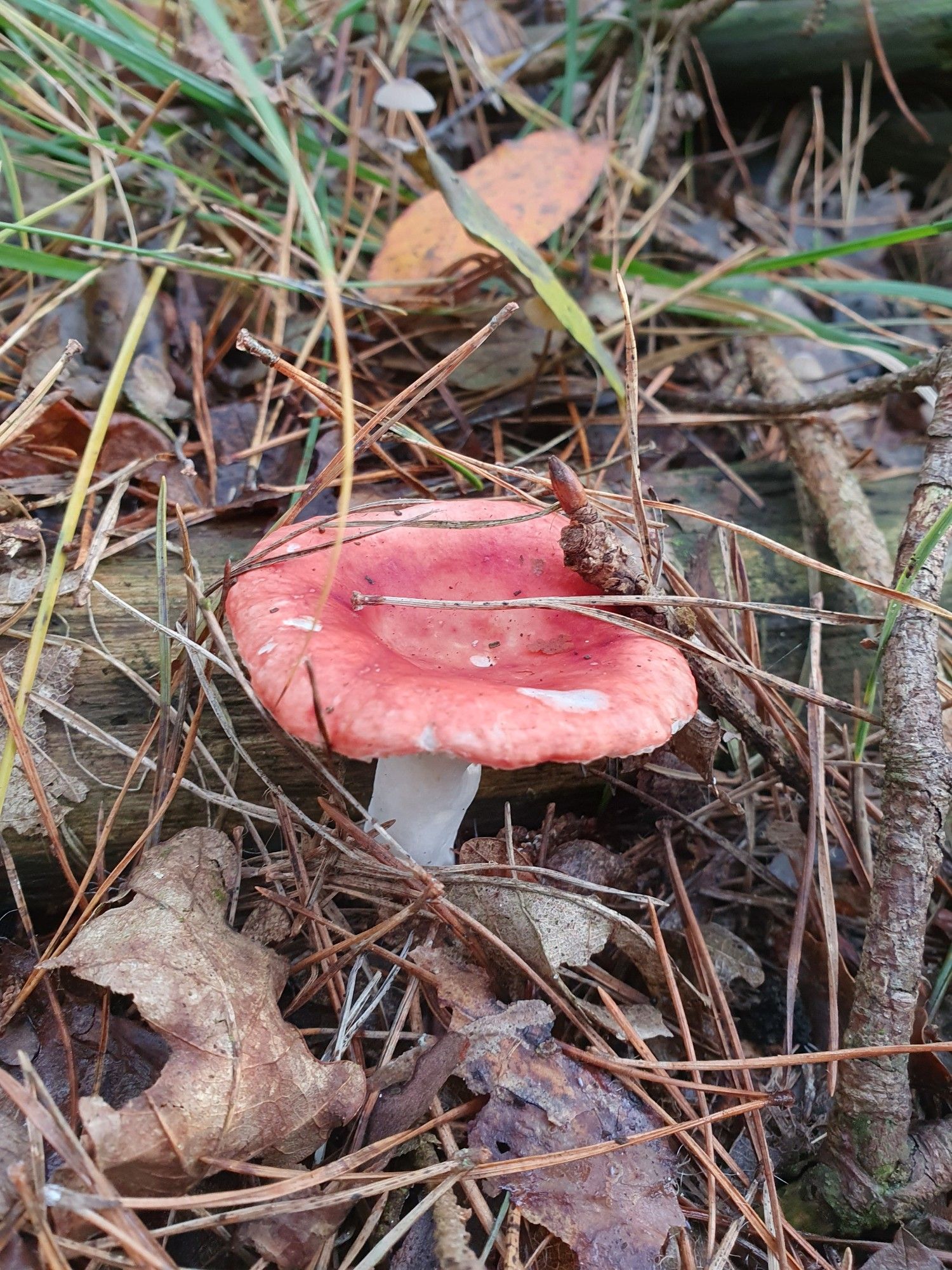 Russula 