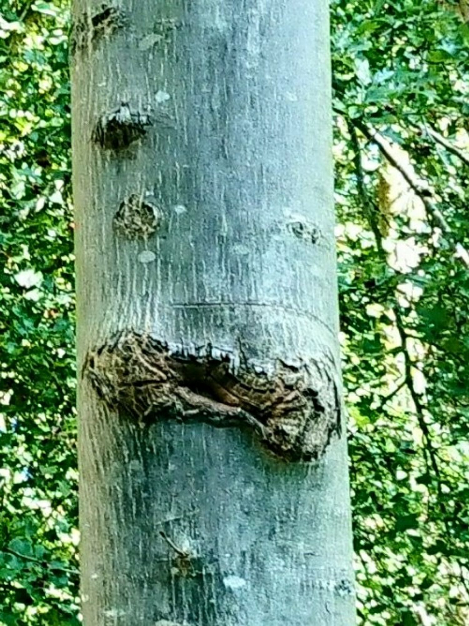 Baumstamm, der zwei runde kleine Unregelmäßigkeiten in der Rinde hat, wie Augen und eine ovale quer über die ganze Breite wie ein schmolliger schiefer Mund