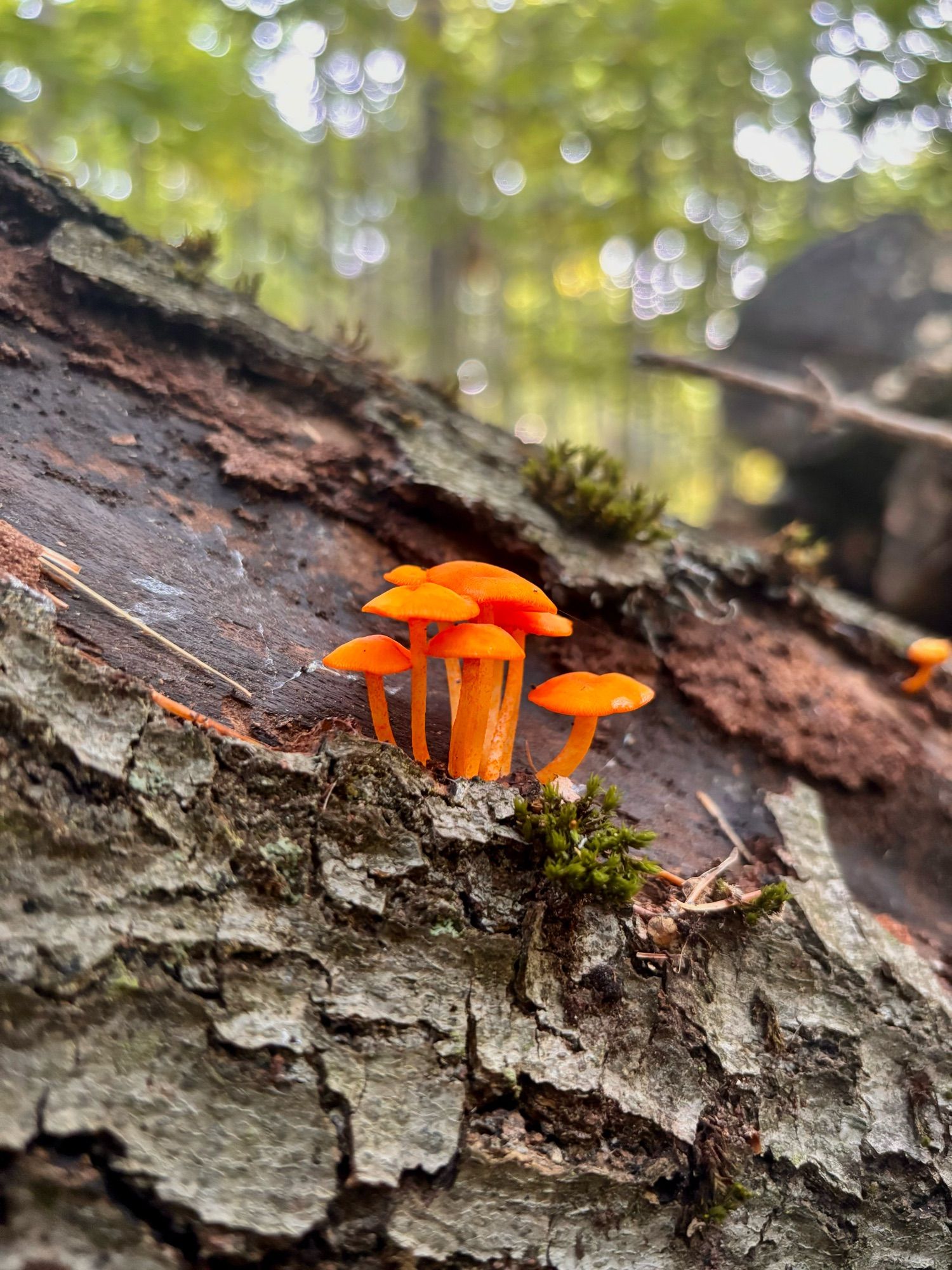 A cluster of tiny orange mushrooms on a log