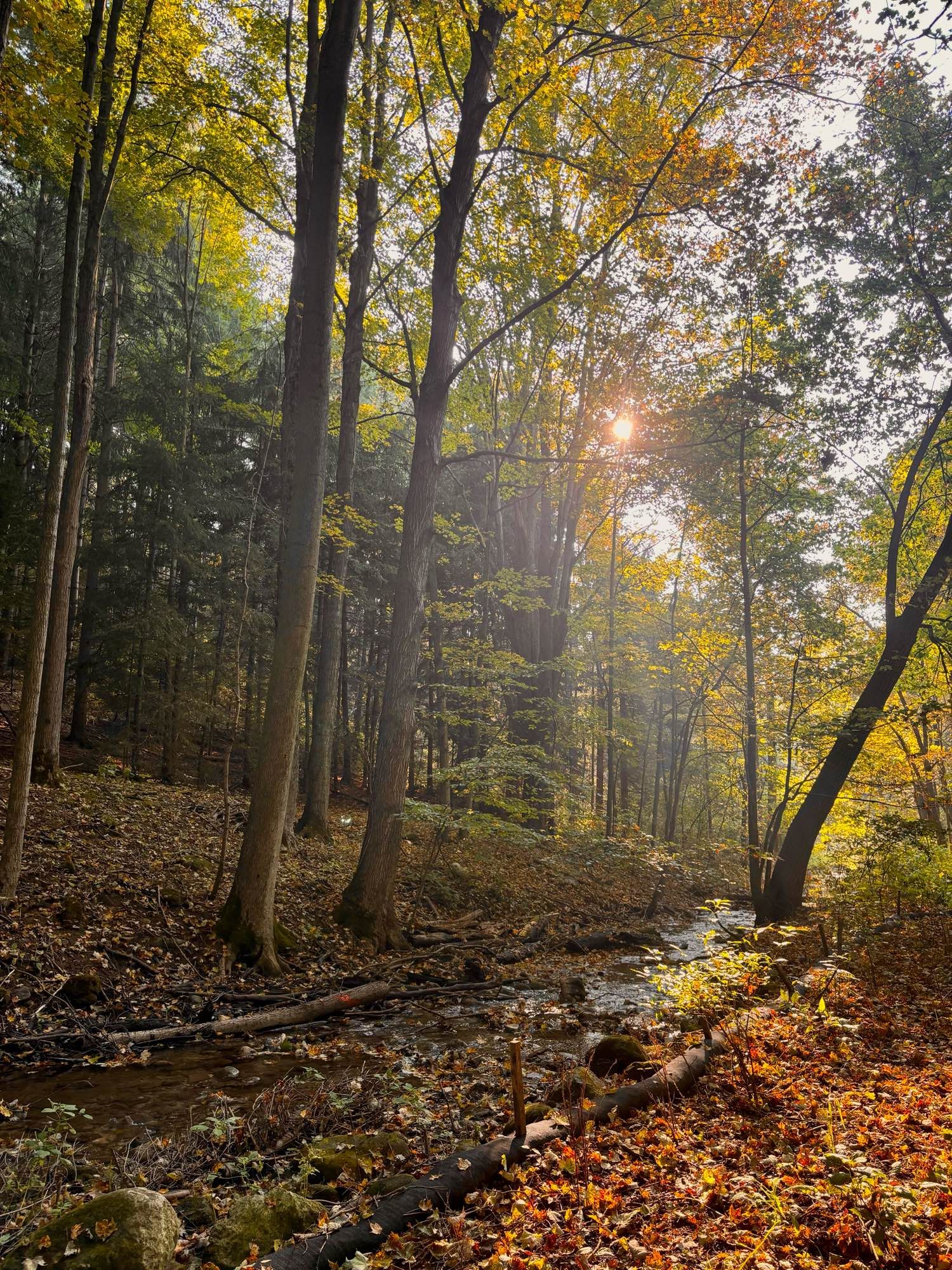 A stream through some trees. There are fall leaves on the ground and the sun is filtering through the trees