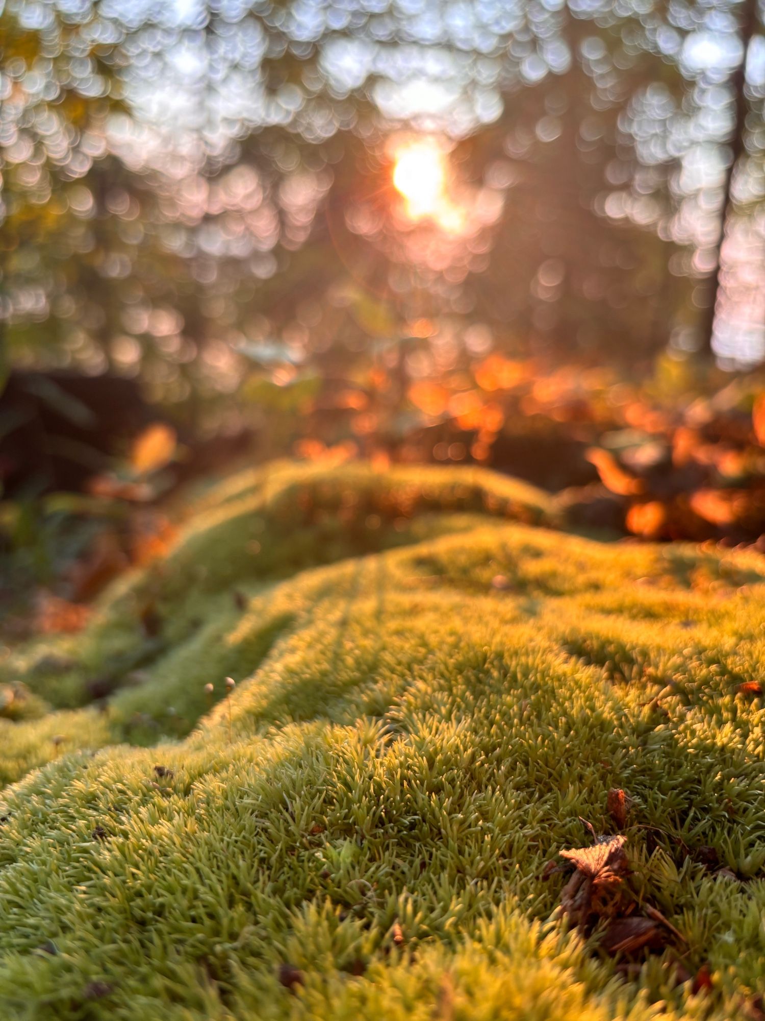 A closeup of moss on a rock with the sunrise behind