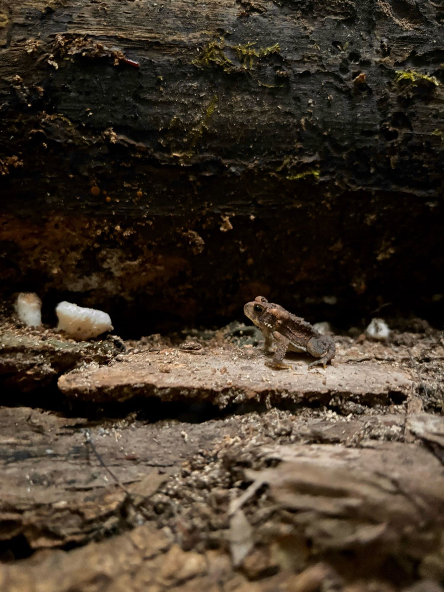 A tiny toad beside a log