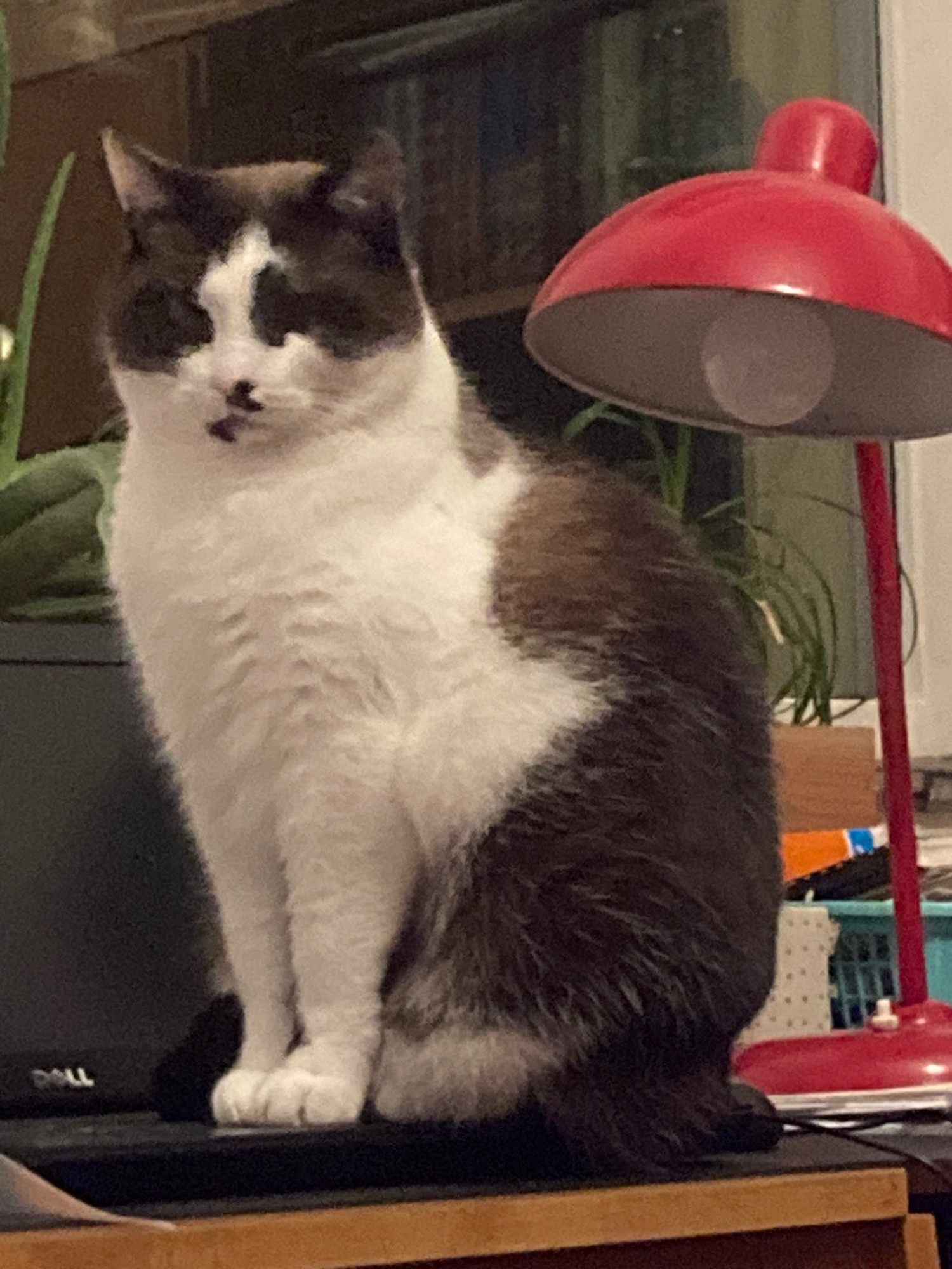 Horst, ein weiß-braun-gefleckter Siam-Mix-Kater hat auf der Tastatur eines Computers Platz genommen.