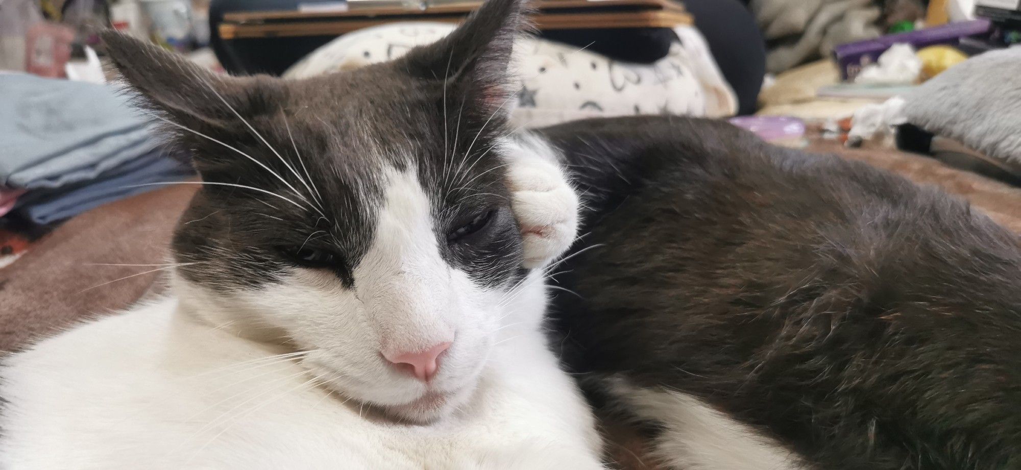 A cat with another cats back paw jammed into the side of his face. He's studiously not reacting.