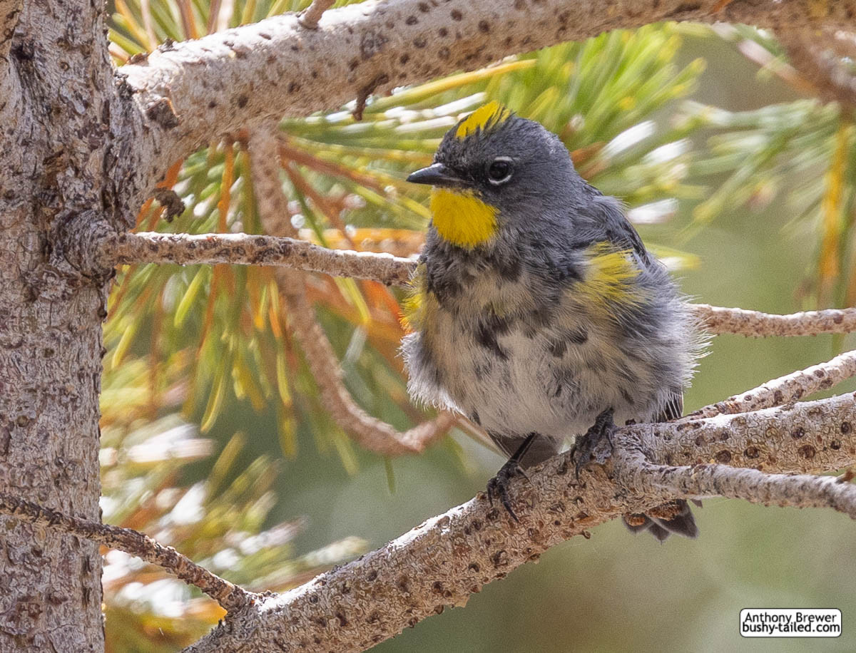 Photograph of a yellow-rumped warbler