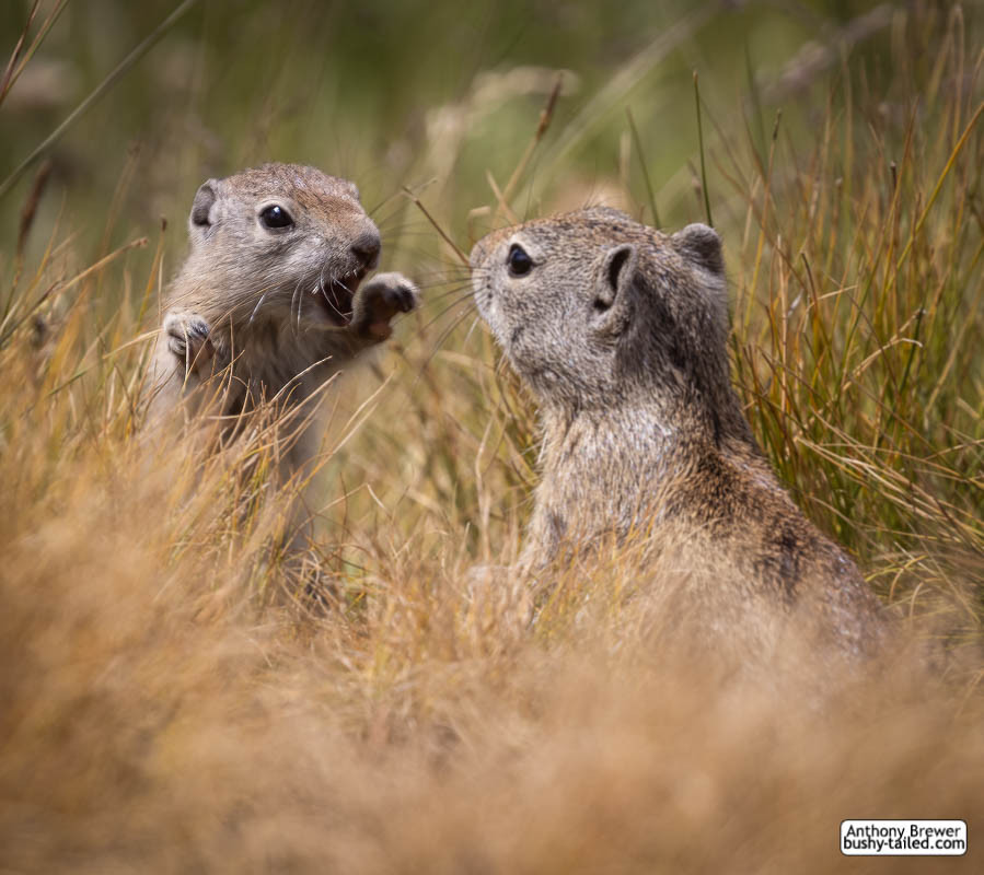 Photograph of squirrels