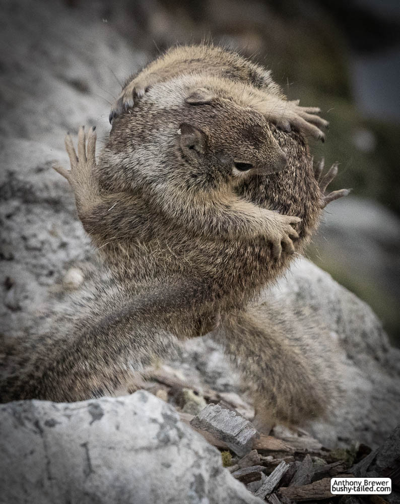 California ground squirrels