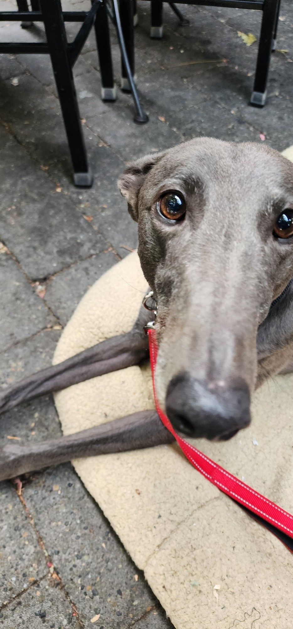 Grey colored greyhound looking at the camera with big eyes. He is resting on a beige bed and has a red leash on.