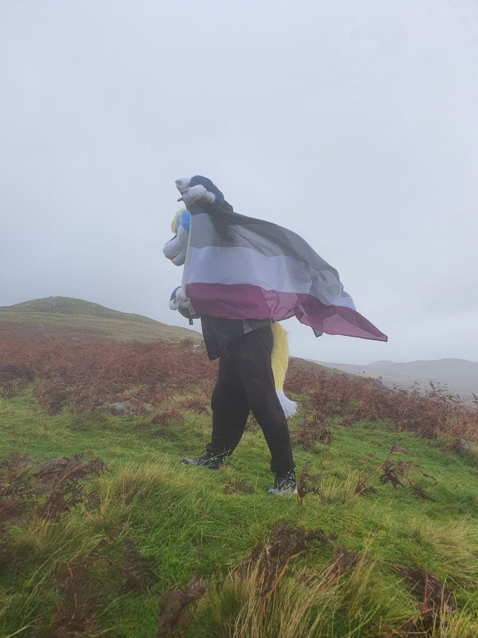 A blue, white and yellow wolf partial fursuiter dressed otherwise in black, warm clothing standing in the wind on and in front of a number of grassy hills, holding an asexual flag, consisting of four horizontal stripes coloured black, grey, white and purple from top to bottom, which is blowing in strong winds