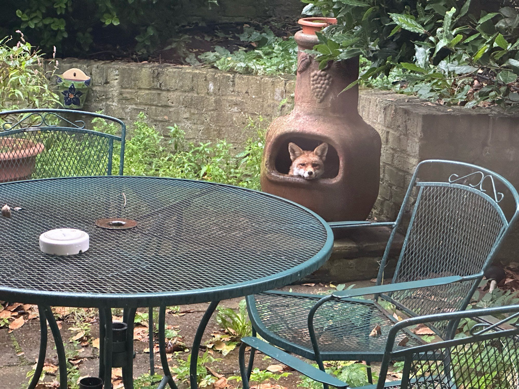 A fox sits inside our garden chiminea, head resting on the lip, keeping dry despite the rain.