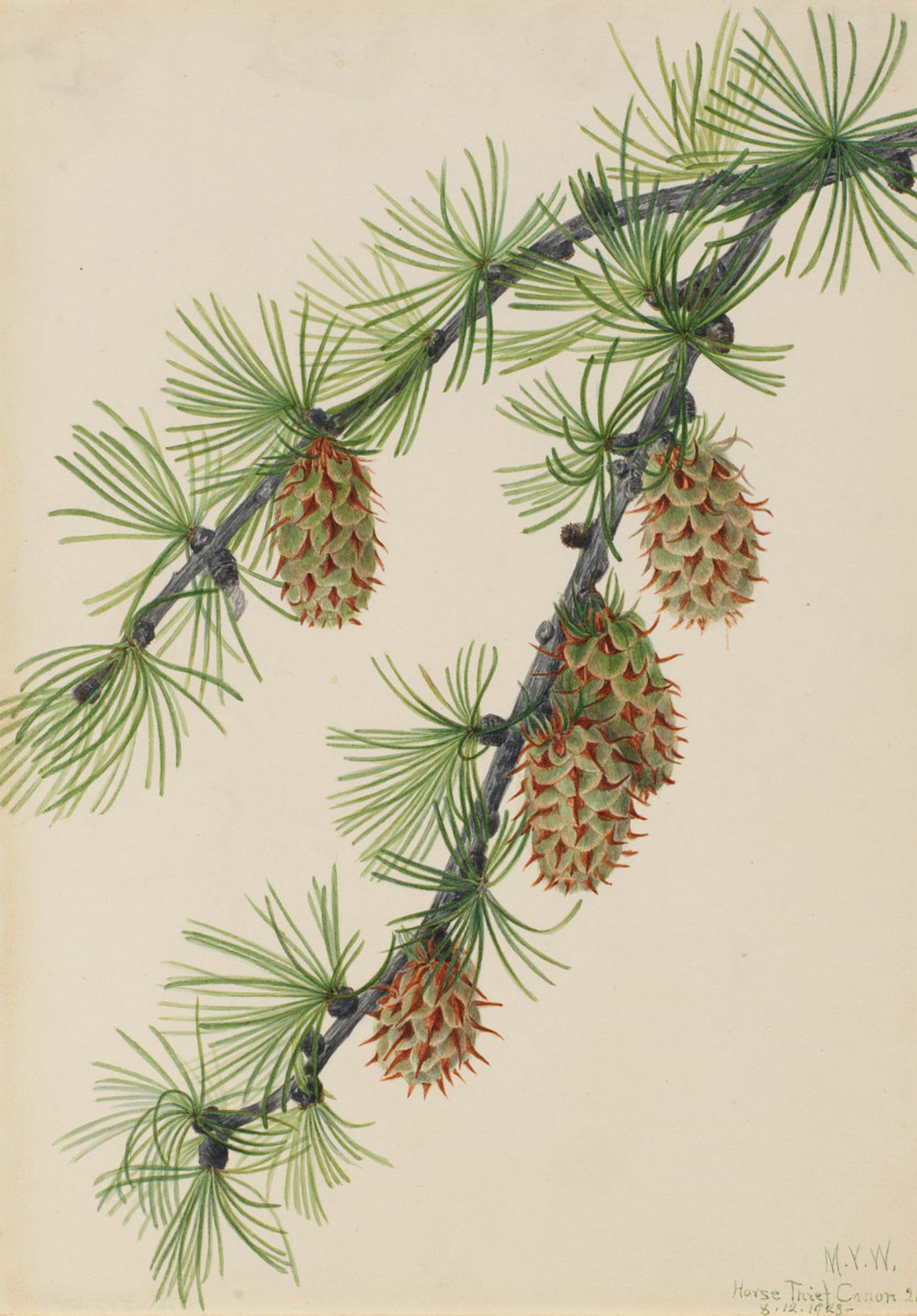 Western larch, or Larix occidentalis, watercolor by Mary Vaux Walcott, in the holdings of the Smithsonian (which has lots of interesting images you can use for free, if you need interesting free images, as does NASA and other offices, agencies, and departments of the US federal government.  Do not support AI art thieves!)
Back to the image!
A small forked tree branch—or large twig—of a conifer, with small cones (about the top joint of a thumb) that show their seeds, but aren’t yet mature enough to open and release them. The leaves are like needles and are light green and soft to touch. In fall they’ll turn bright yellow. 
More on western larches, larches generally, and bald cypress is at Wikipedia. 

