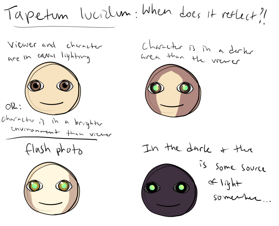 A drawing showing the way pupils with tapetum lucidum might reflect. In regular lighting, the pupils are black, but when the subject is in dimmer light than the viewer or otherwise has light being shone into their eyes, their pupils reflect brightly.