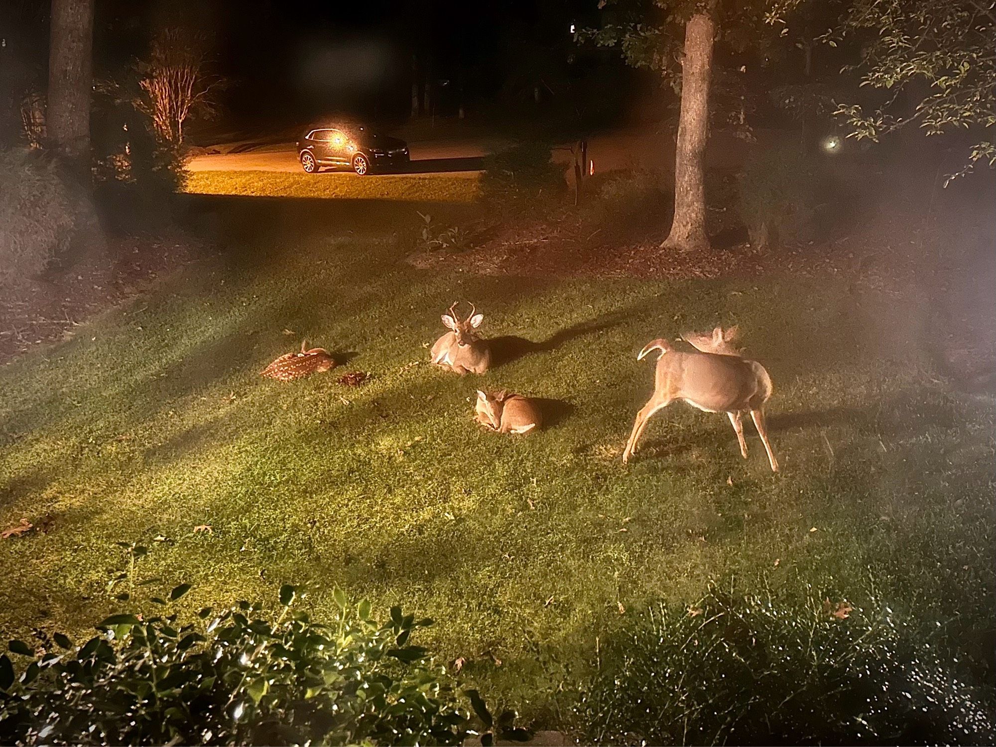 Three deer lying down and one that has just gotten up.  This time a buck has joined the party.