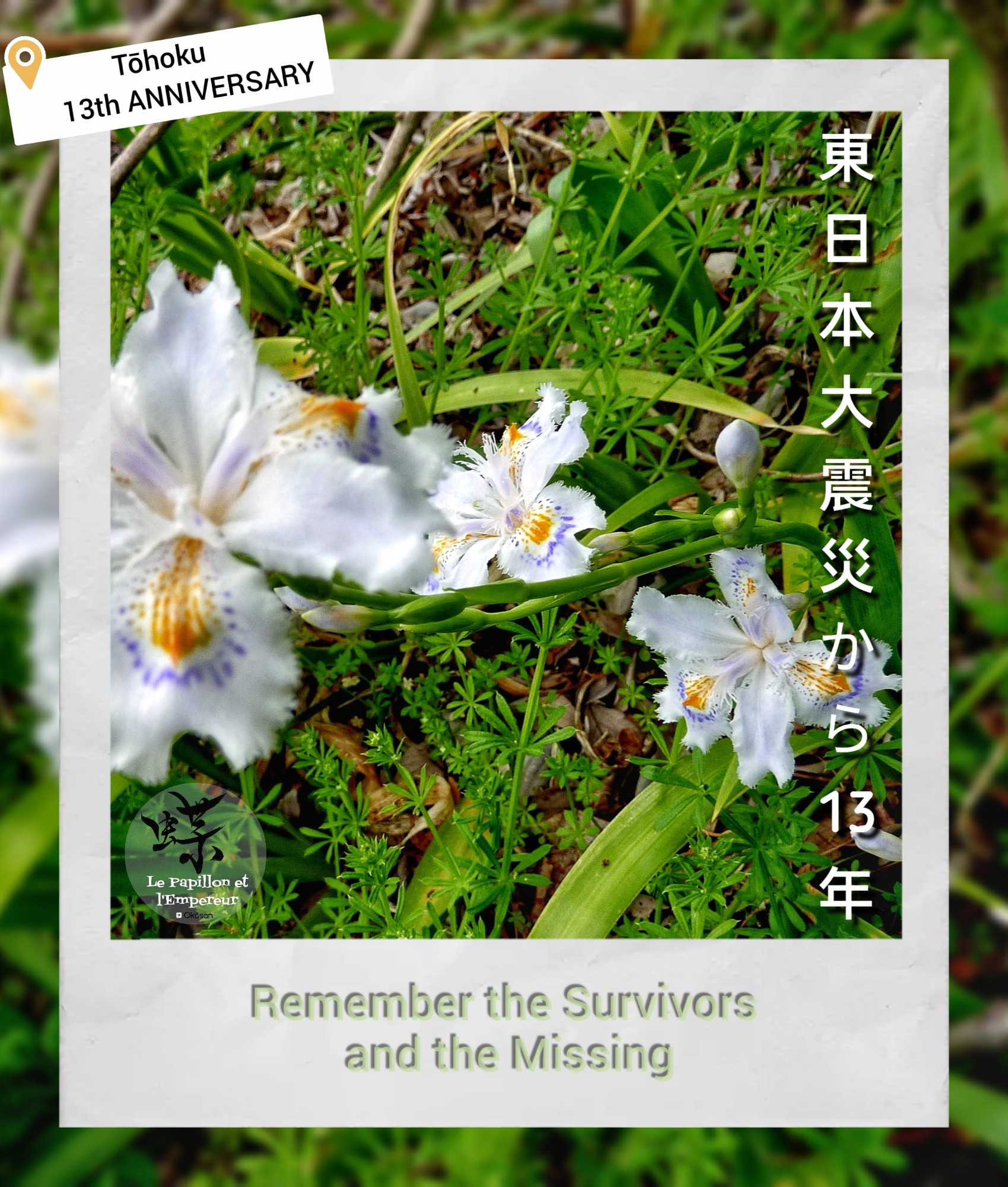 Iris blancs japonais en souvenir des survivants et des disparus lors du grand séisme du Tōhoku survenu le 11 mars 2011