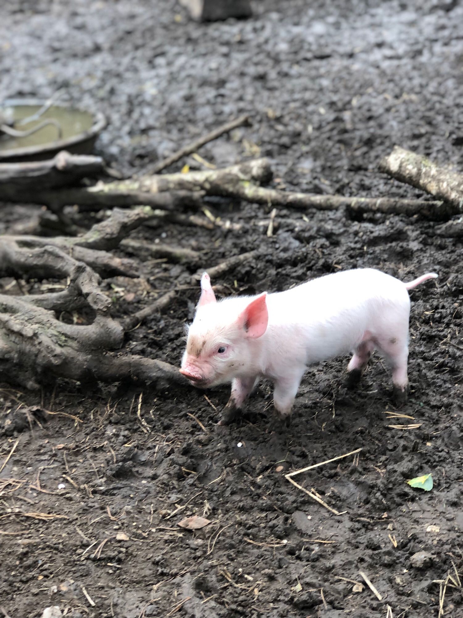 A piglet in some mud