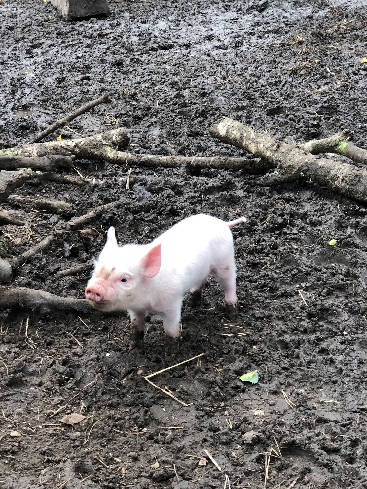 The same piglet looking cute