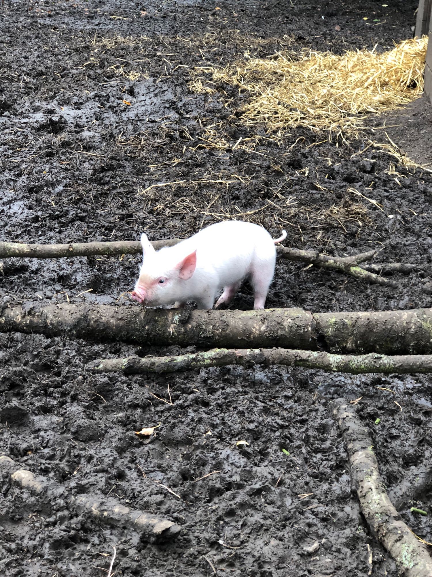 A piglet on a muddy log